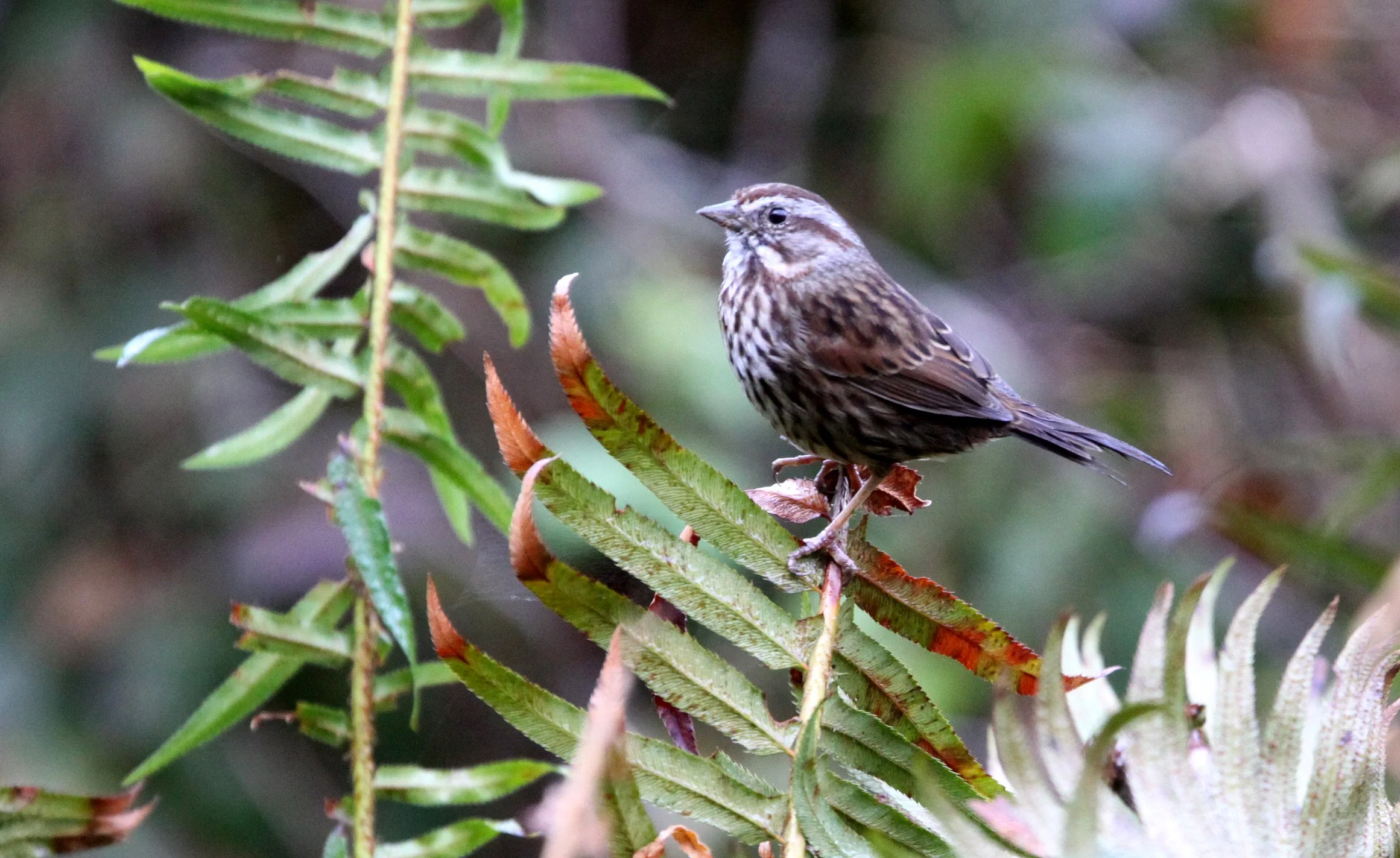 Song Sparrow (Melospiza melodia) Jedediah Smith State Park California (3).JPG
