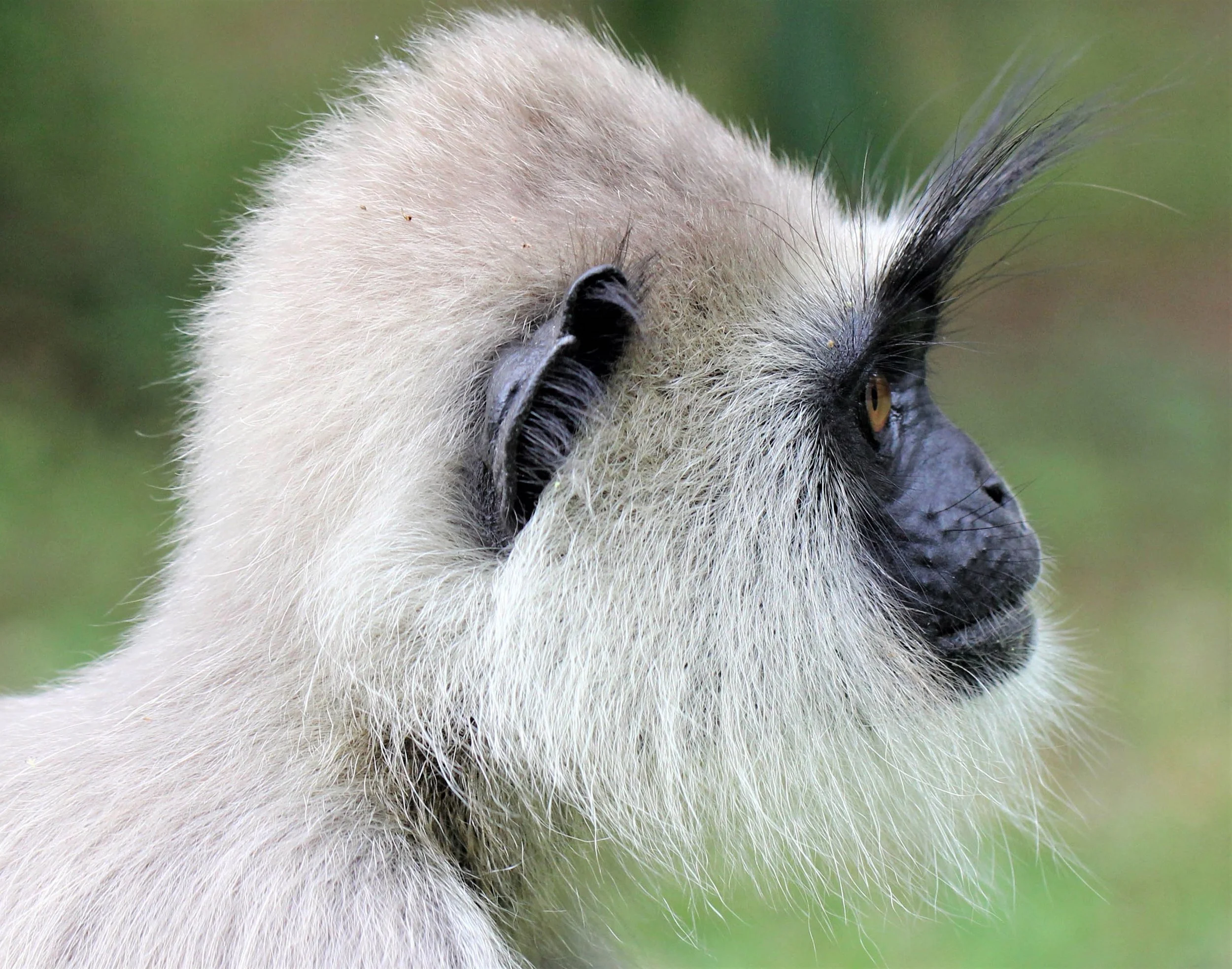 CERCOPITHECIDAE - Semnopithecus priam thersites - SRI LANKAN GRAY (TUFTED) LANGUR - SRIGIRIYA FOREST AND FORTRESS AREA SRI LANKA aa3.jpg
