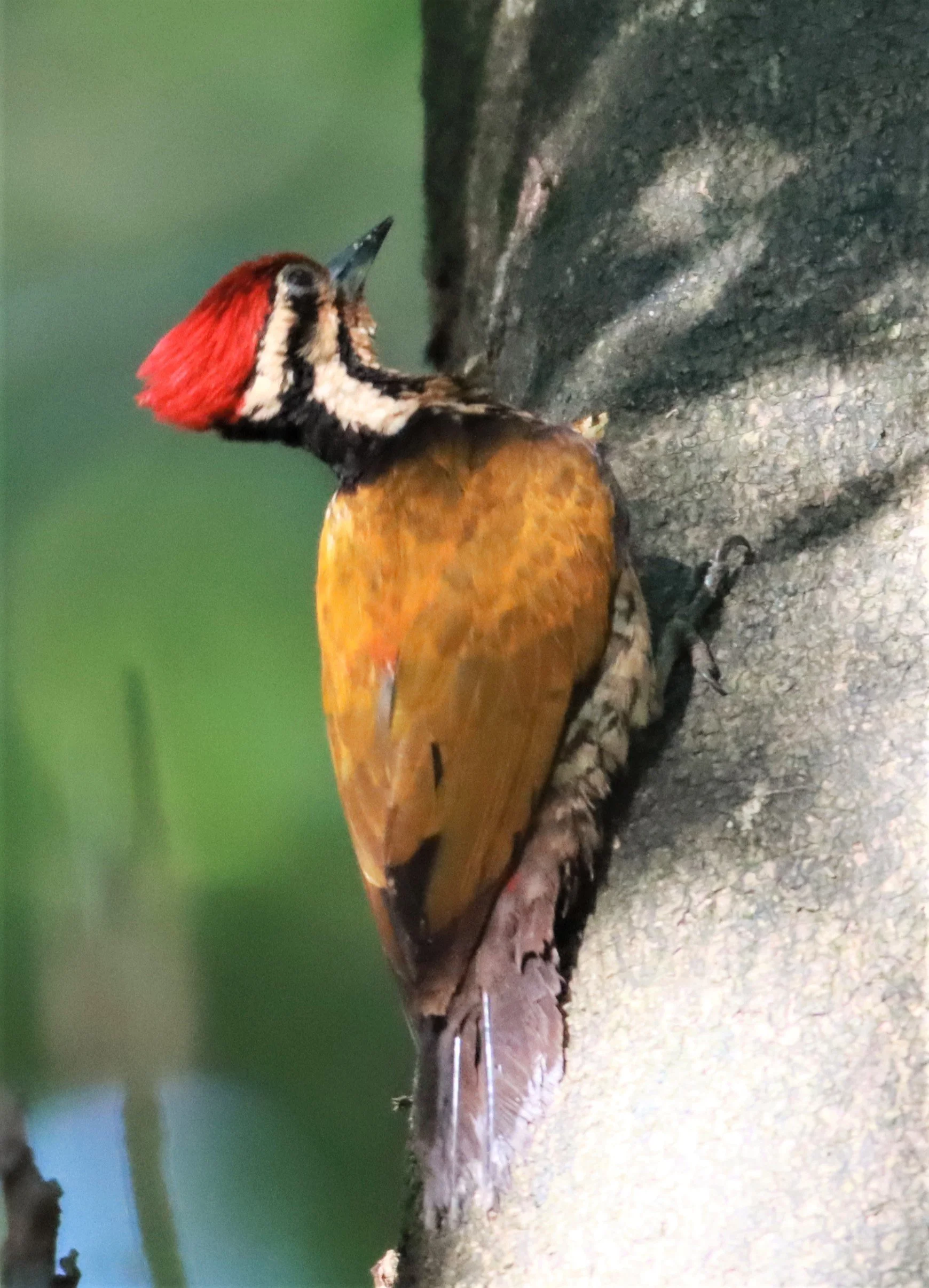 WOODPECKER - COMMON FLAMEBACK - Dinopium javenense - AO PHANG NGA NATIONAL PARK AREA (40).jpg
