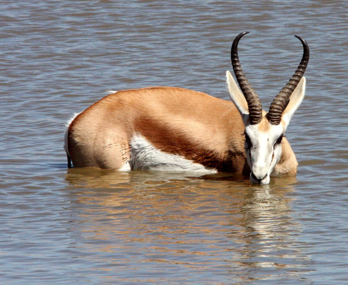 SPRINGBOK - ANGOLAN SPRINGBOK - Antidorcus angolensis - ETOSHA NATIONAL PARK NAMIBIA  (84).JPG