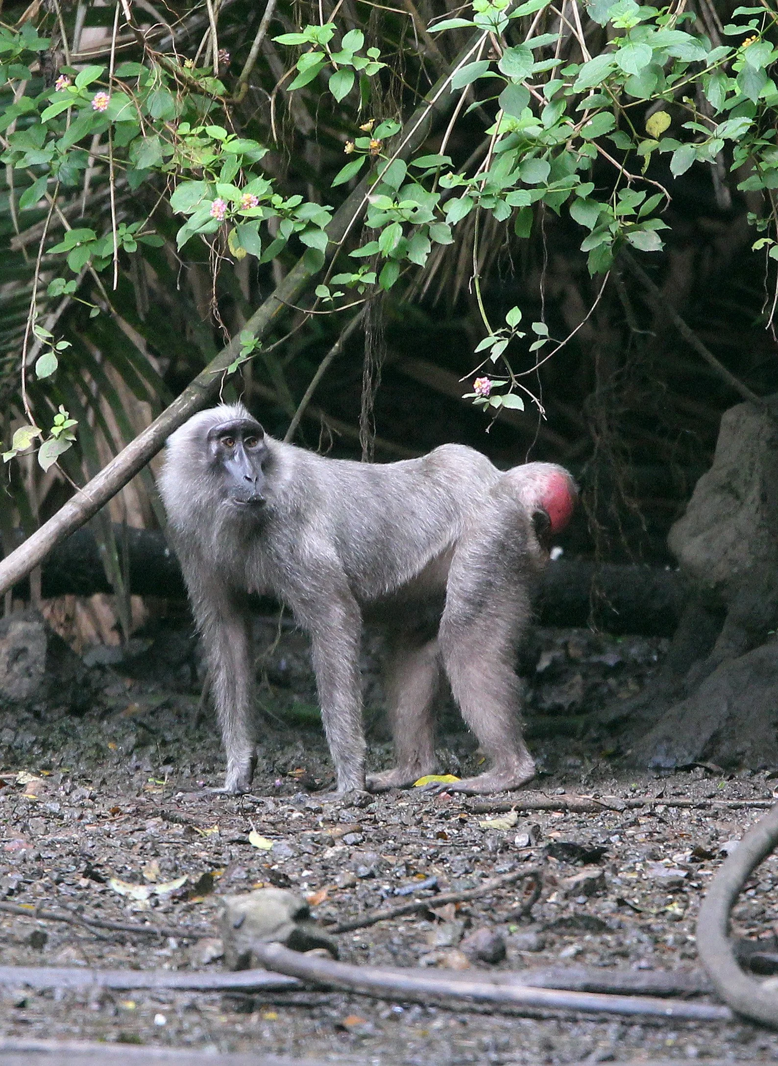CERCOPITHECIDAE - Macaca hecki - HECK'S MACAQUE - NANTU NATIONAL NATURE RESERVE - SULAWESI INDONESIA (17).JPG