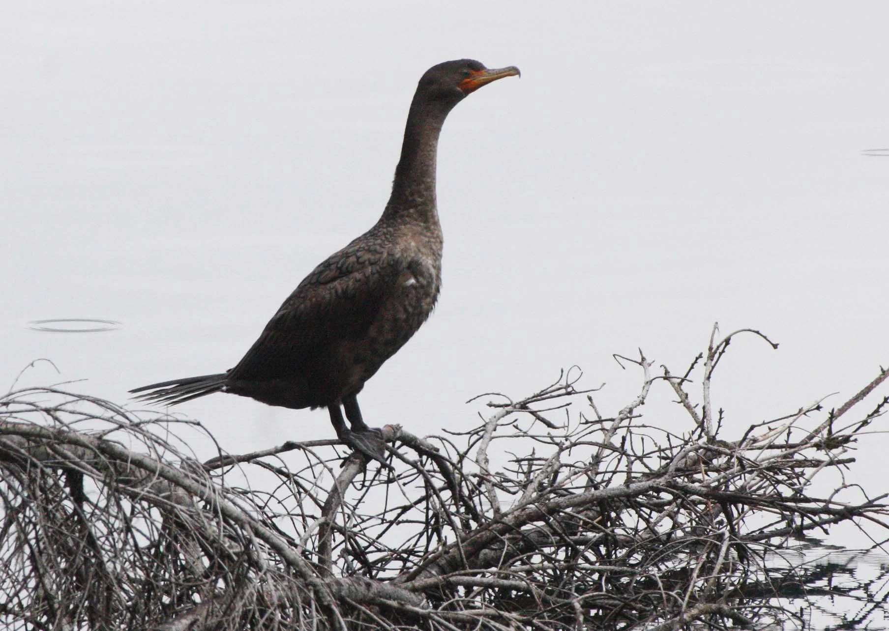 Nannopterum auritum - Double-crested Cormorant - Lake Crescent, Washington (5).JPG