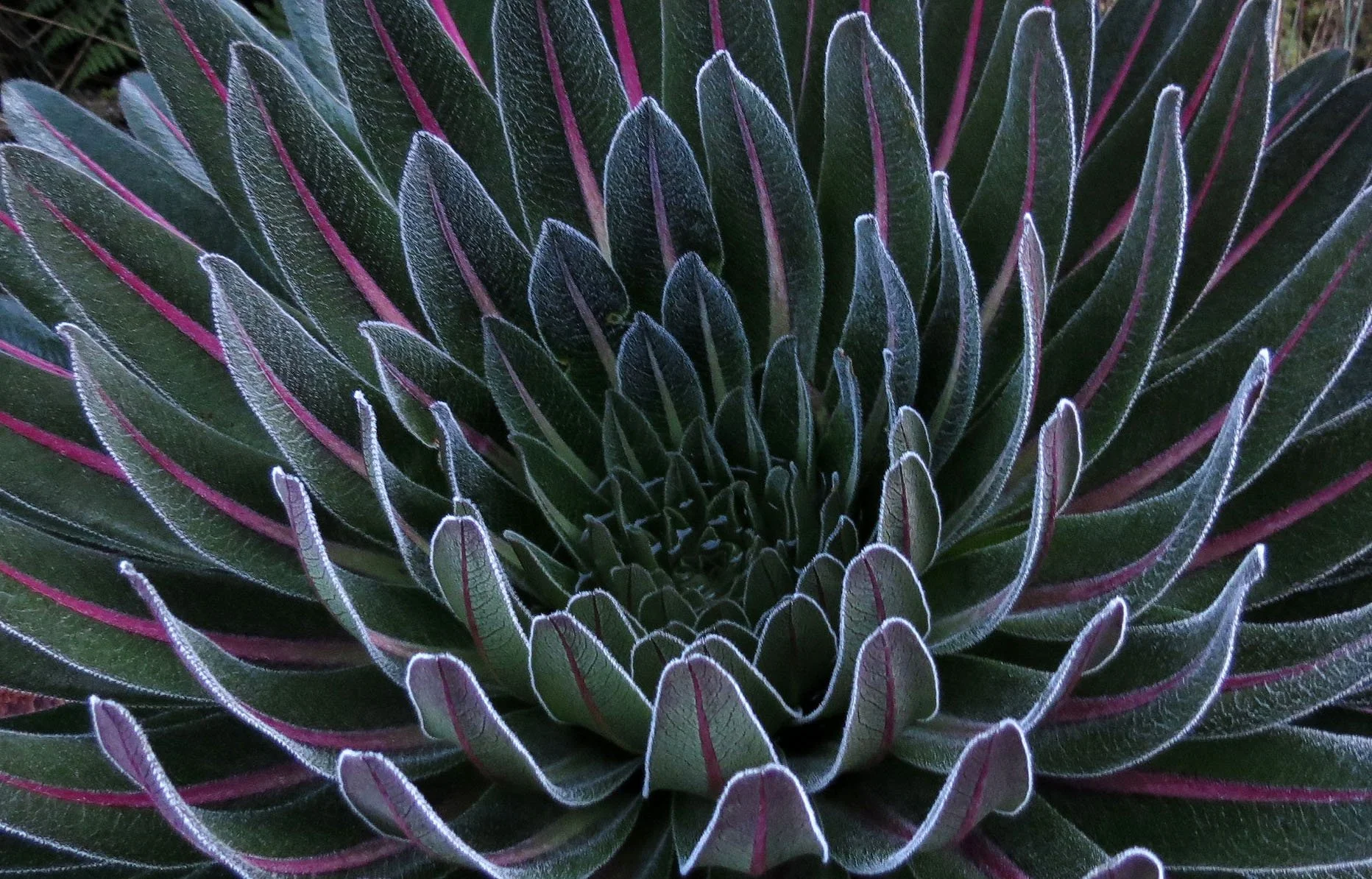 RWENZORI NATIONAL PARK UGANDA (193).JPG