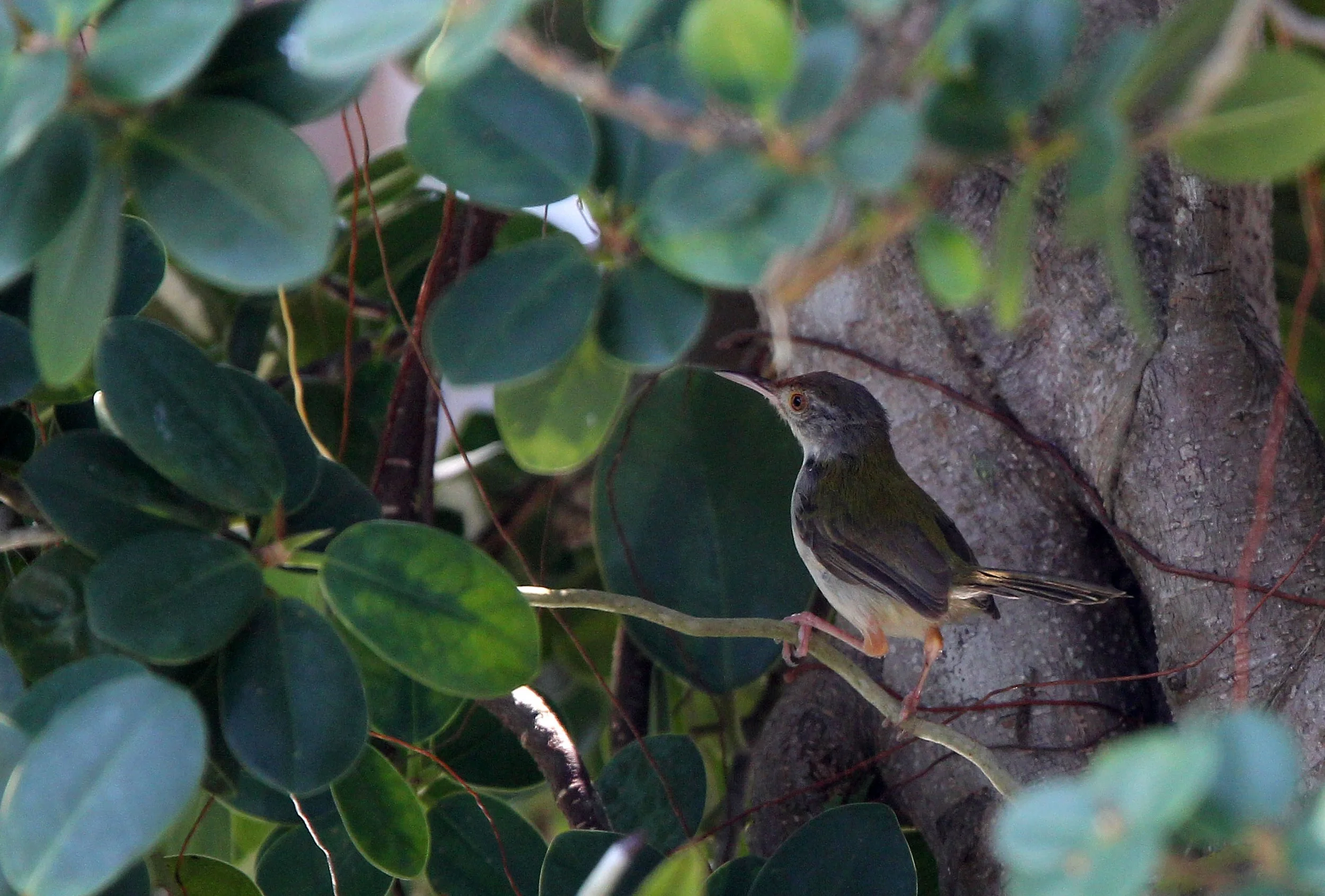 TAILORBIRD - COMMON TAILORBIRD - Orthotomus sutorius - THALE NOI BIRD SANCTUARY, PATALUNG THAILAND (202).JPG