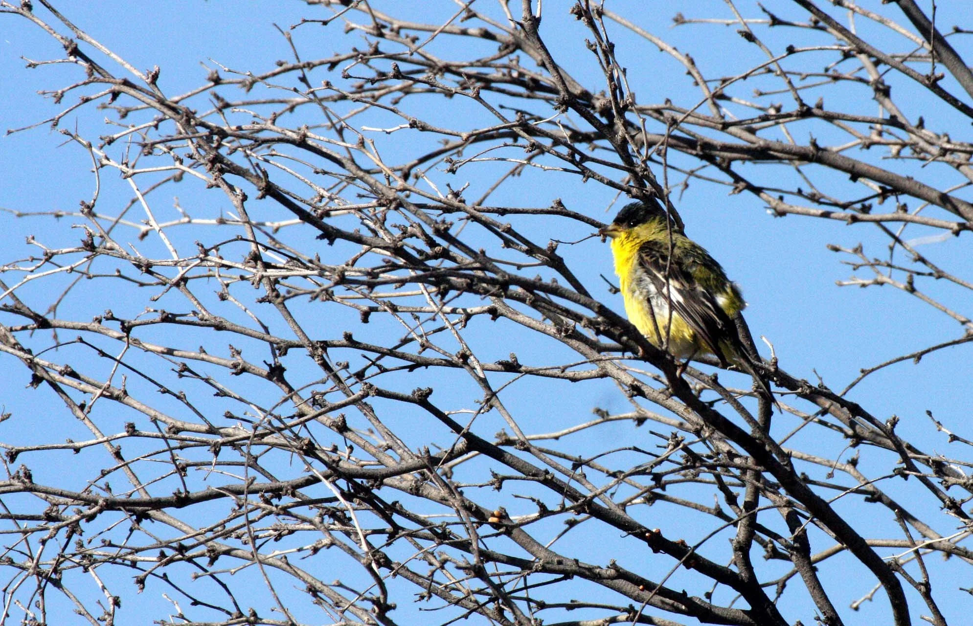 Lesser Goldfinch (Spinus psaltria) Catavina Desert, Baja Mexico (11).JPG