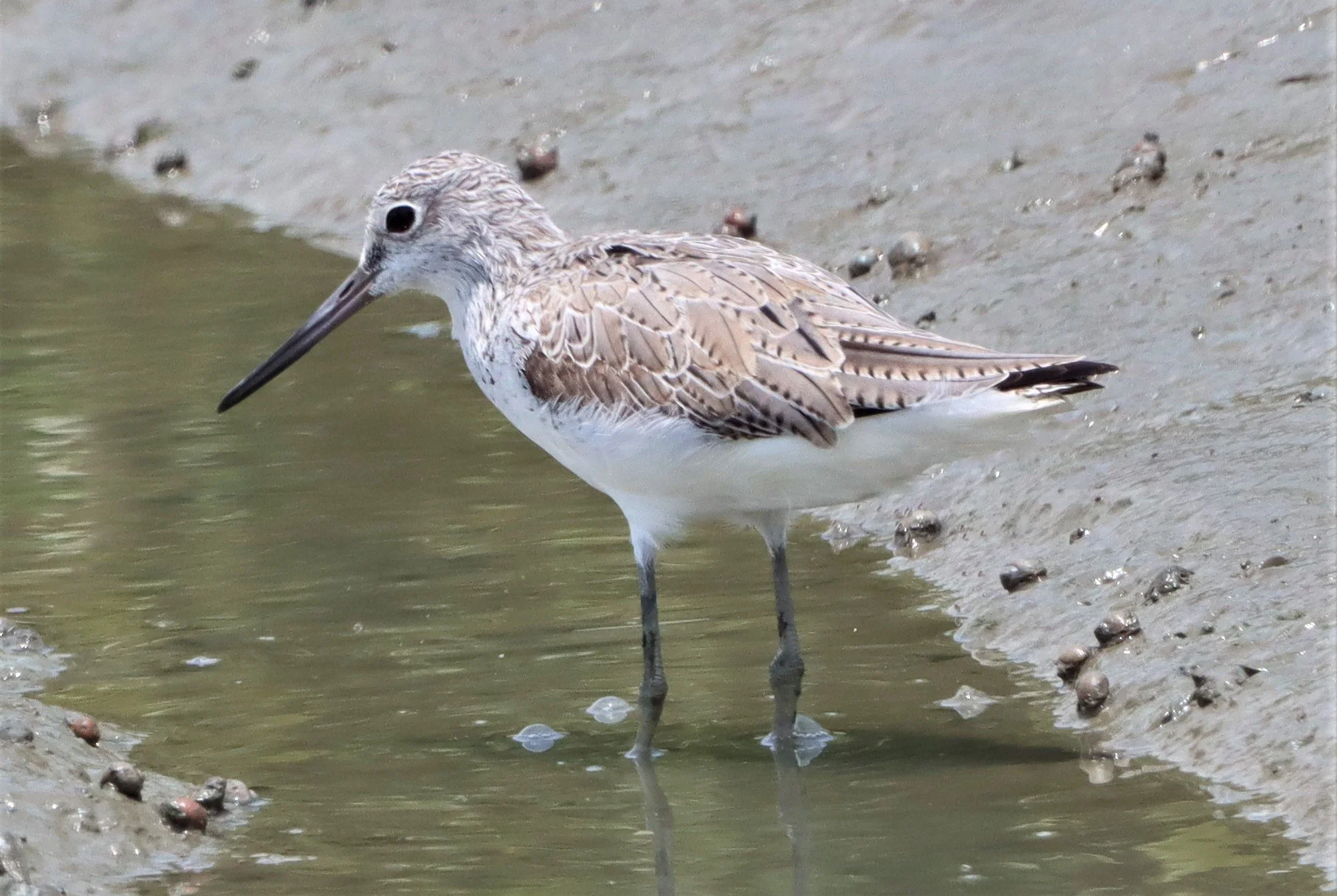 GREENSHANK - COMMON GREENSHANK - Tringa nebularia - PETCHABURI PROVINCE, PAK THALE (2).jpg