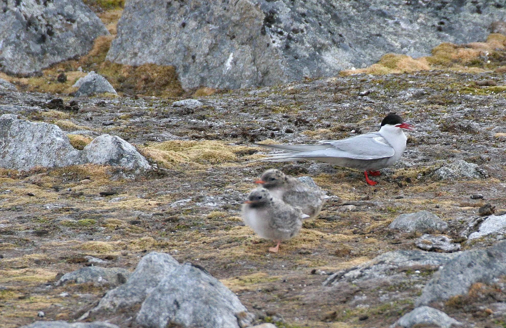 BIRD - TERN - ARCTIC TERN - SVALBARD (24).jpg