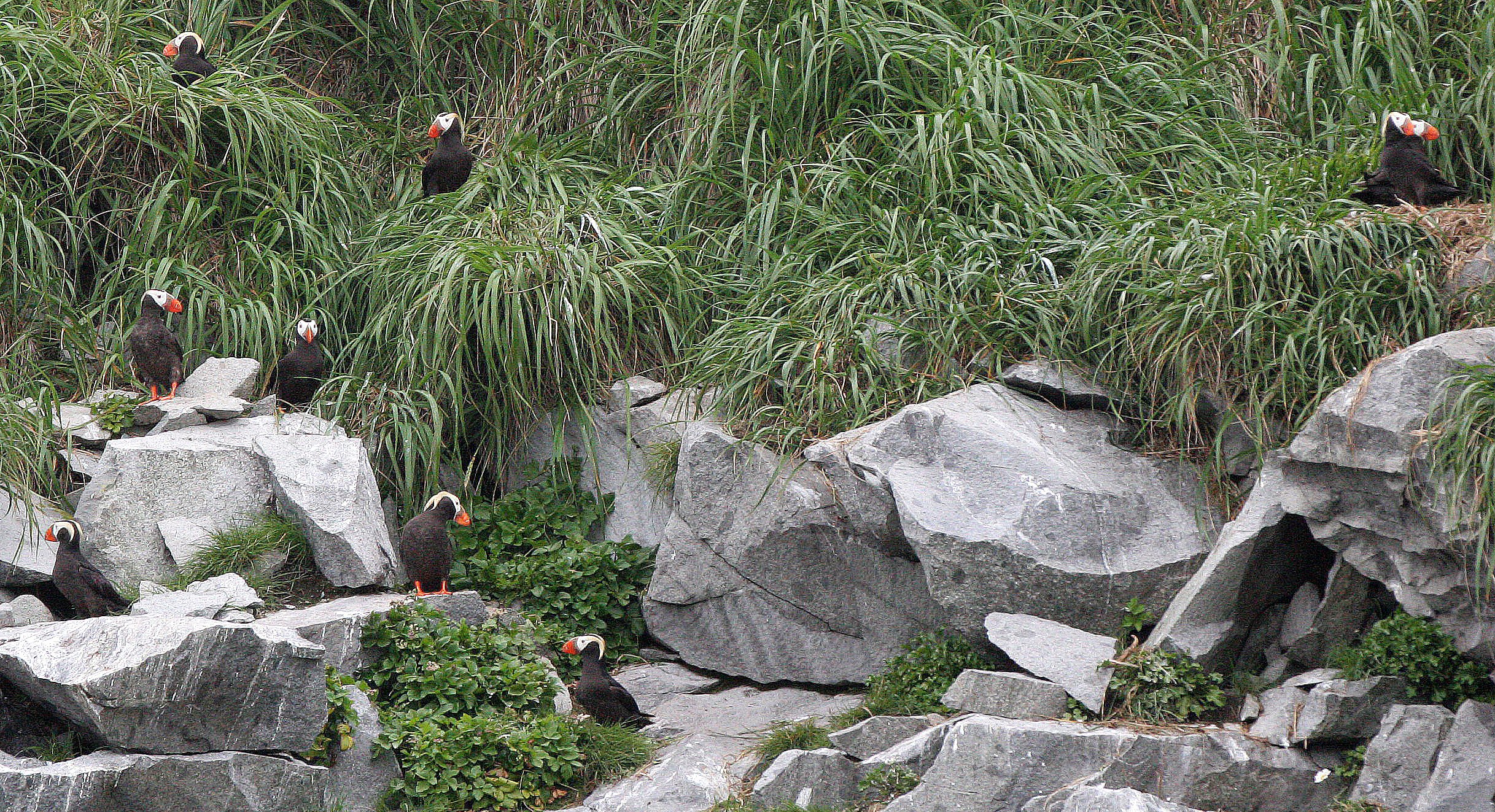 Fratercula cirrhata - TUFTED PUFFIN - COAST OF KAMCHATKA (66).jpg