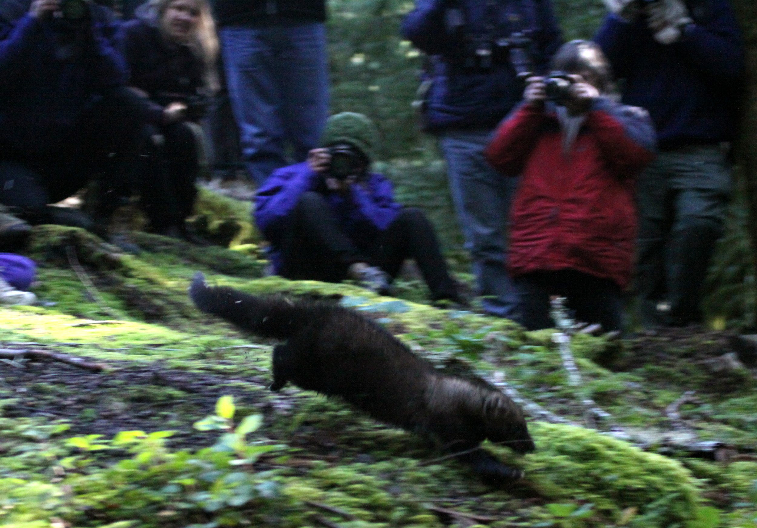 MUSTELID - FISHER - FINAL RELEASE ON 2-20-2010 (35).JPG