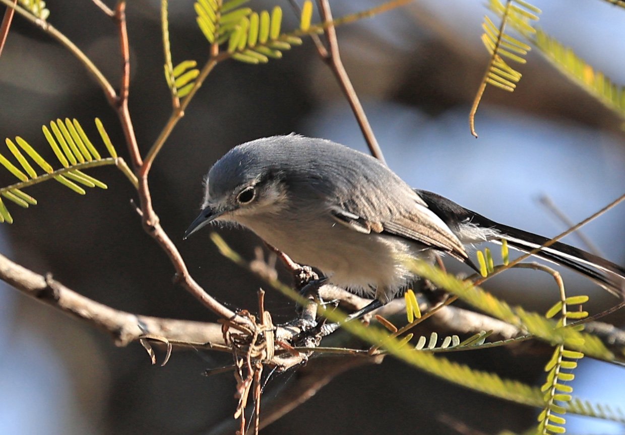 Masked Gnatcatcher (Polioptila dumicola) Aurora Chaquena Reserve, Neuland Mennonite Colony Paraguay (16).jpg