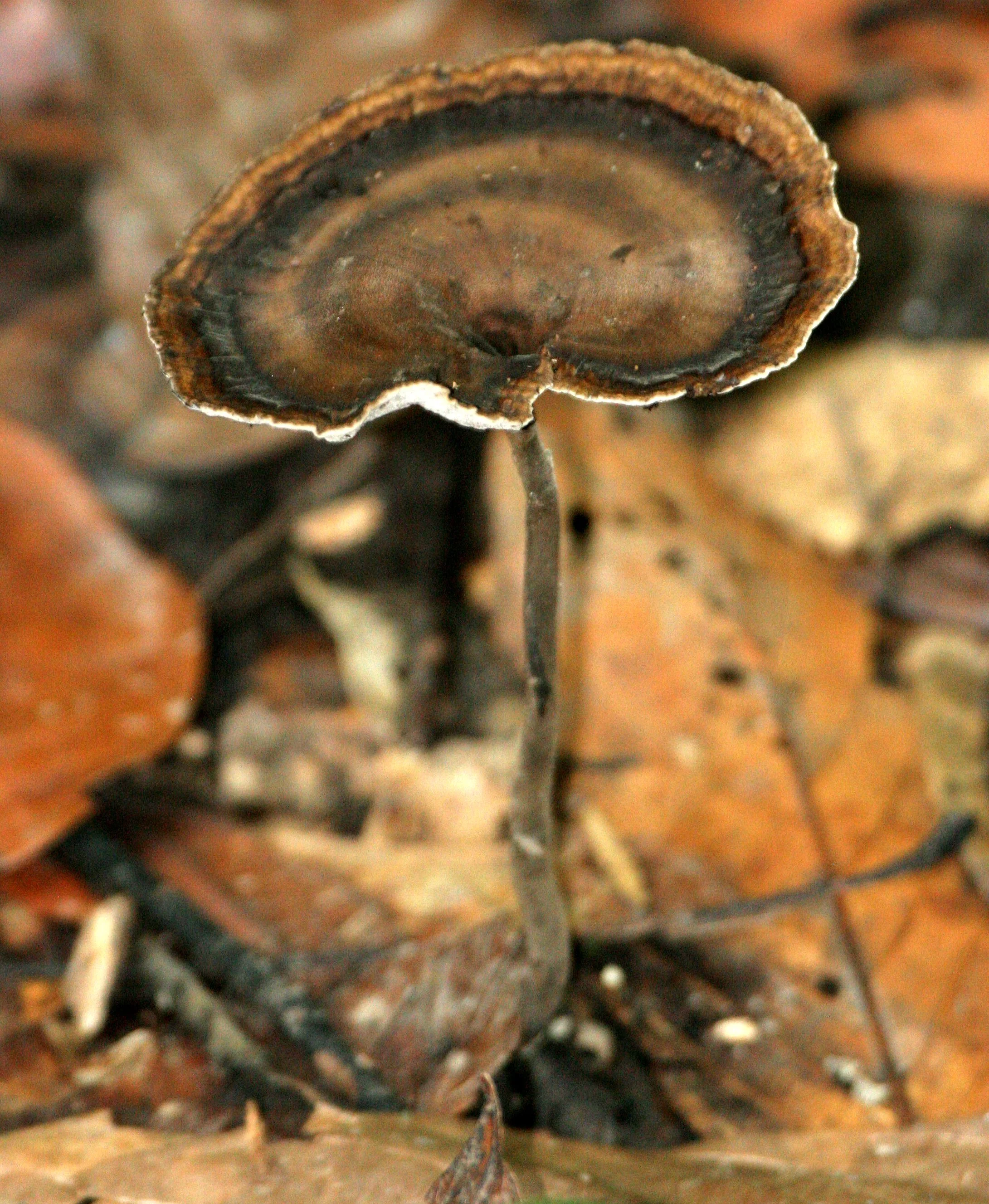 DANUM VALLEY BORNEO - FUNGI SPECIES.JPG