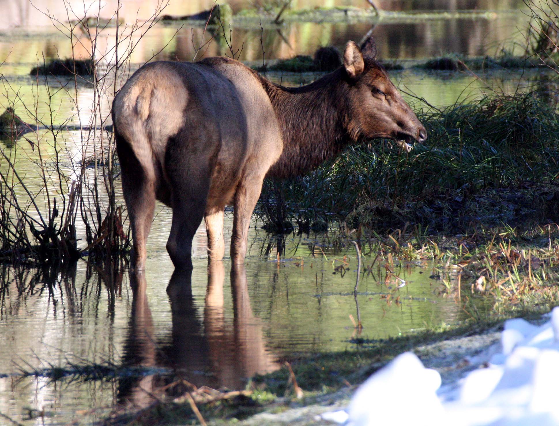 CERVID - ELK- ROOSEVELT ELK - HOH RAINFOREST WA (20).JPG
