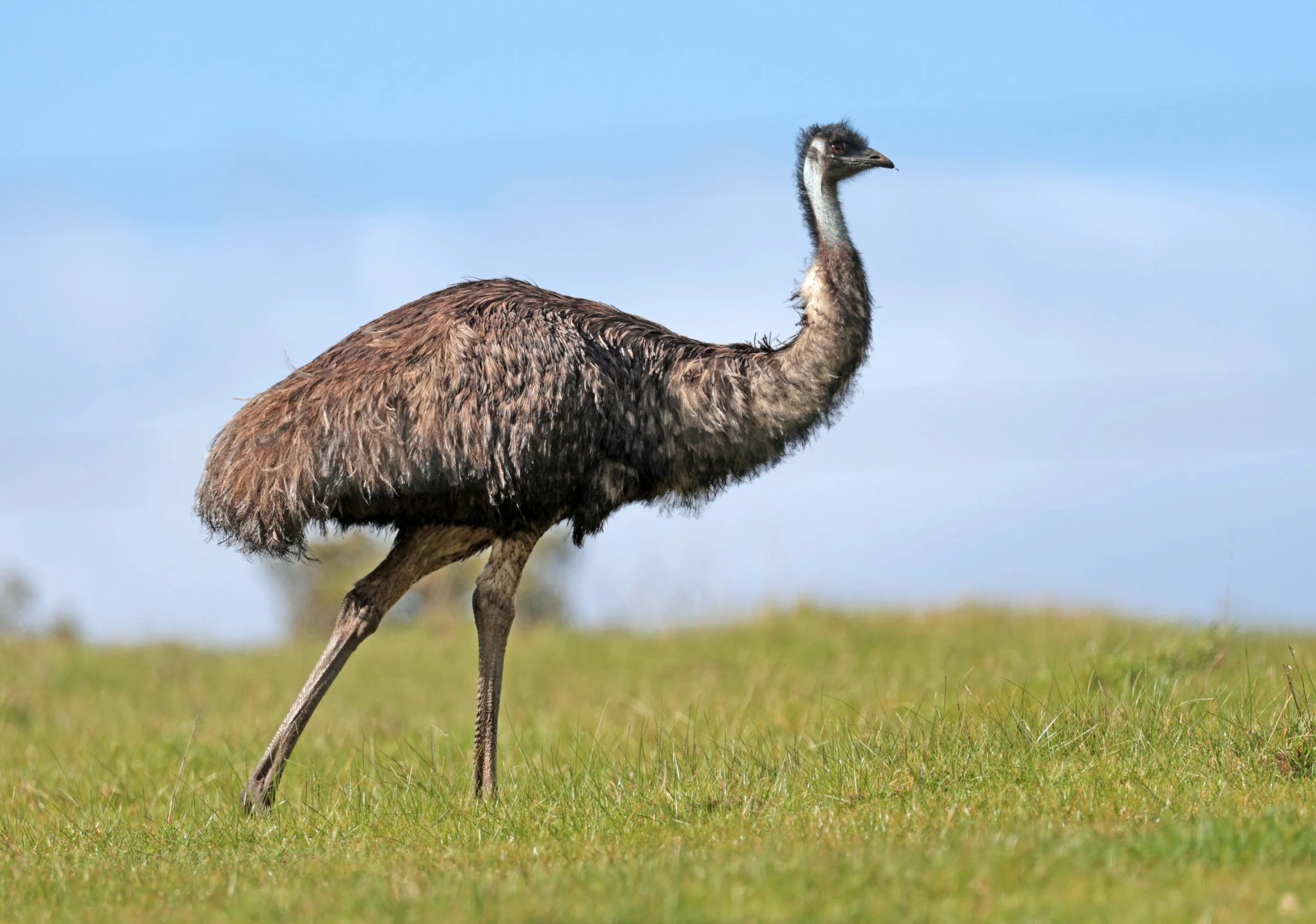 Emu (Dromaius novaehollandiae) Mt Frankland NP - Western Australia (43).jpg
