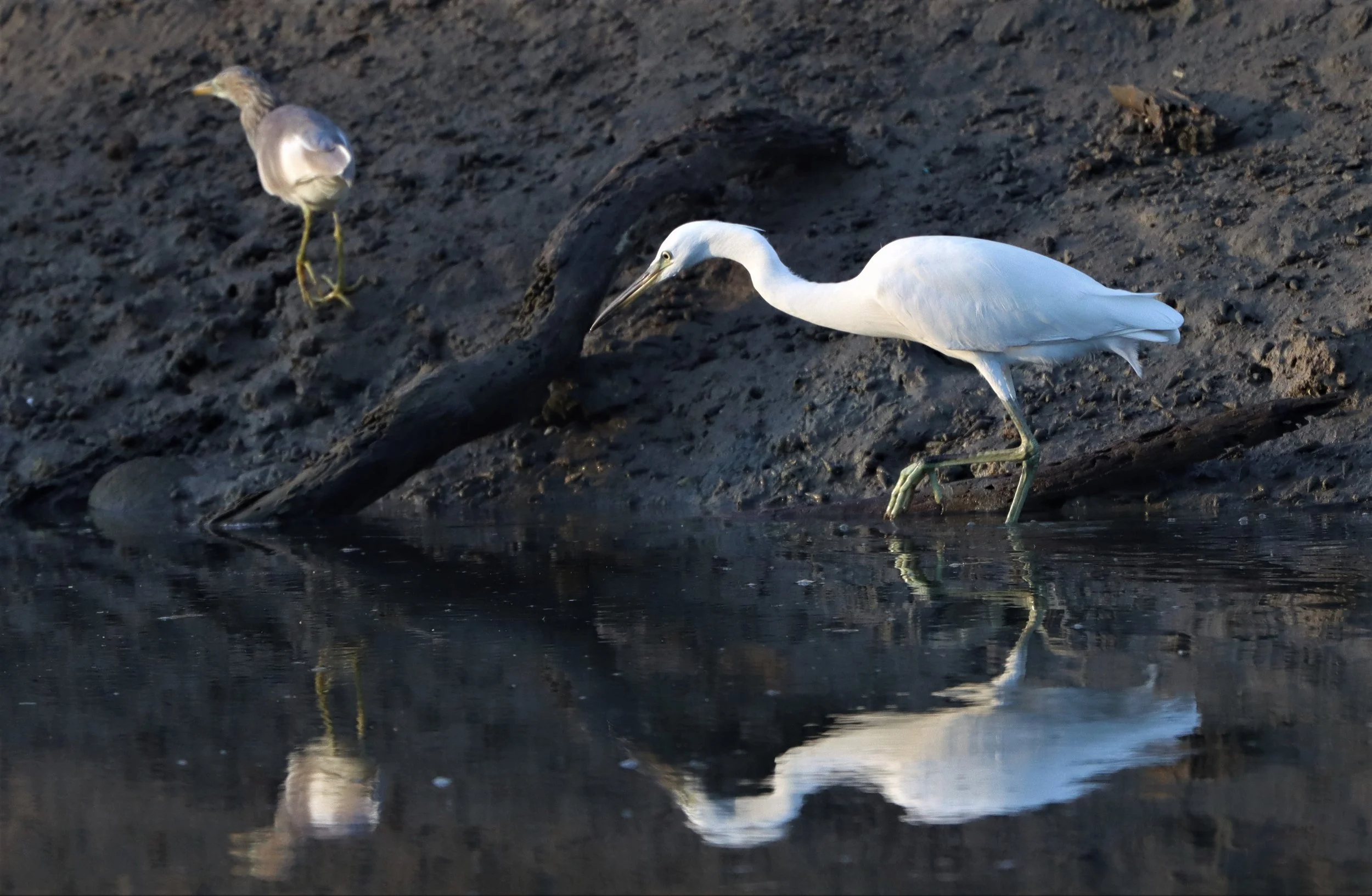 EGRET - CHINESE EGRET - Egretta eulophotes - LAEM PAK BIA PETBURI (58).jpg