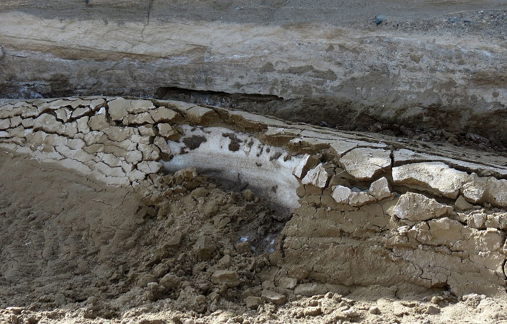 LOP NUR WILD BACTRIAN CAMEL RESERVE - XINJIANG CHINA (85).JPG