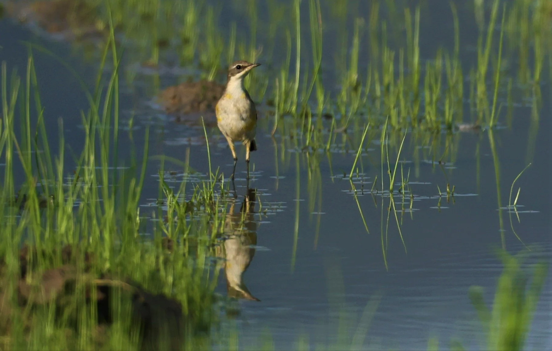CITRINE WAGTAIL - Motacilla citreola - TATHORN RICEFIELDS CHIANG MAI FEB 2022 (72).jpg