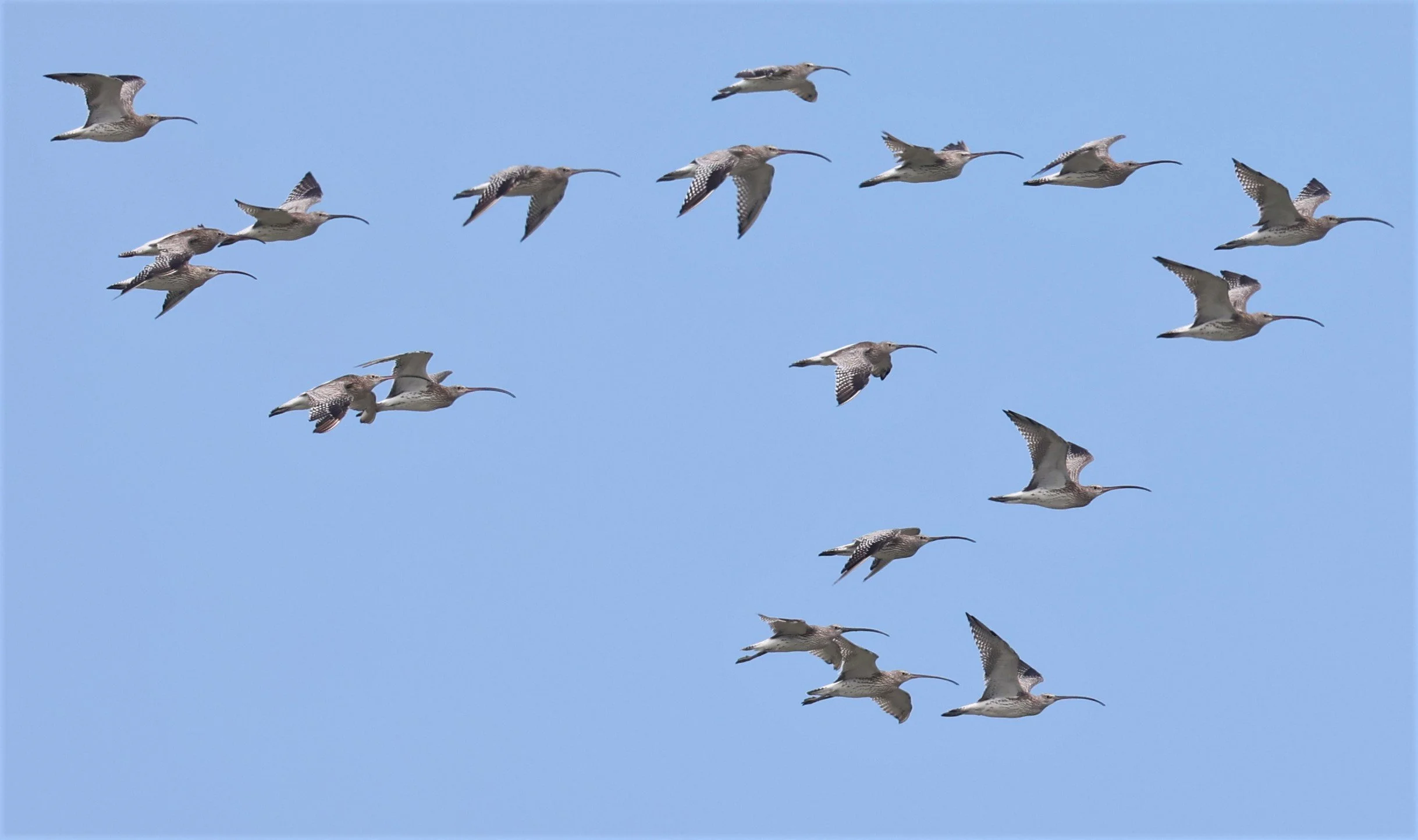 CURLEW - EURASIAN CURLEW - Numenius arquata - PAK THALE 16 & 19 OCTOBER 2021 (8).jpg