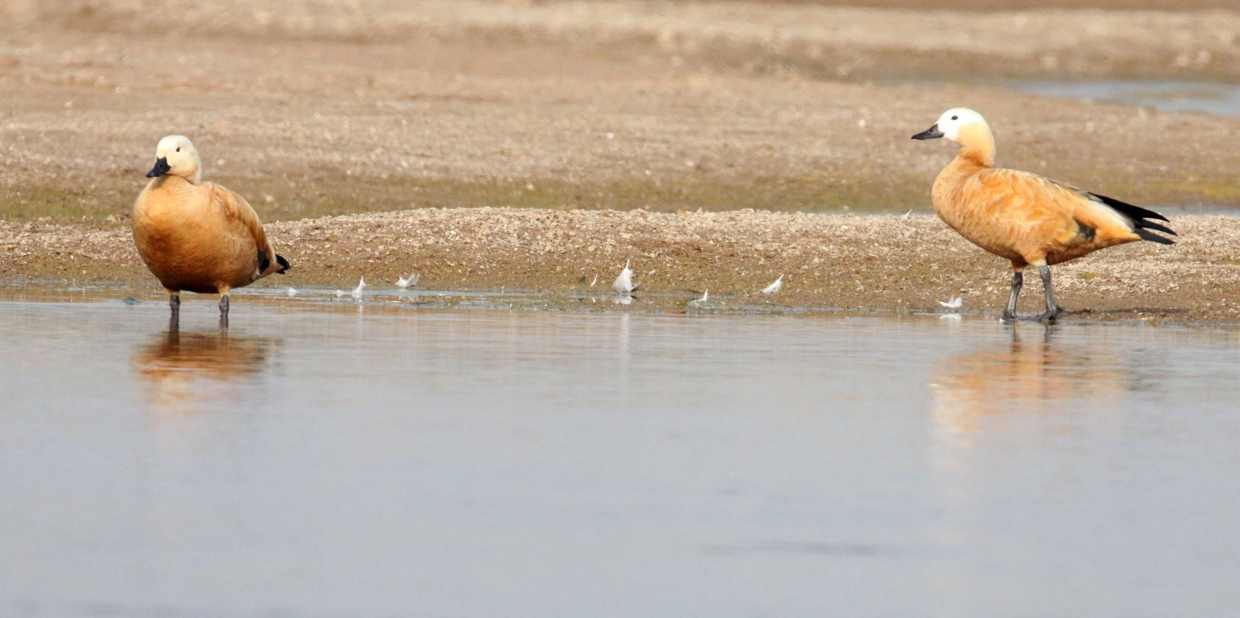 SHELDUCK - RUDDY SHELDUCK  - Tadorna ferruginea - CHAMBAL RIVER SANCTUARY INDIA (13).JPG