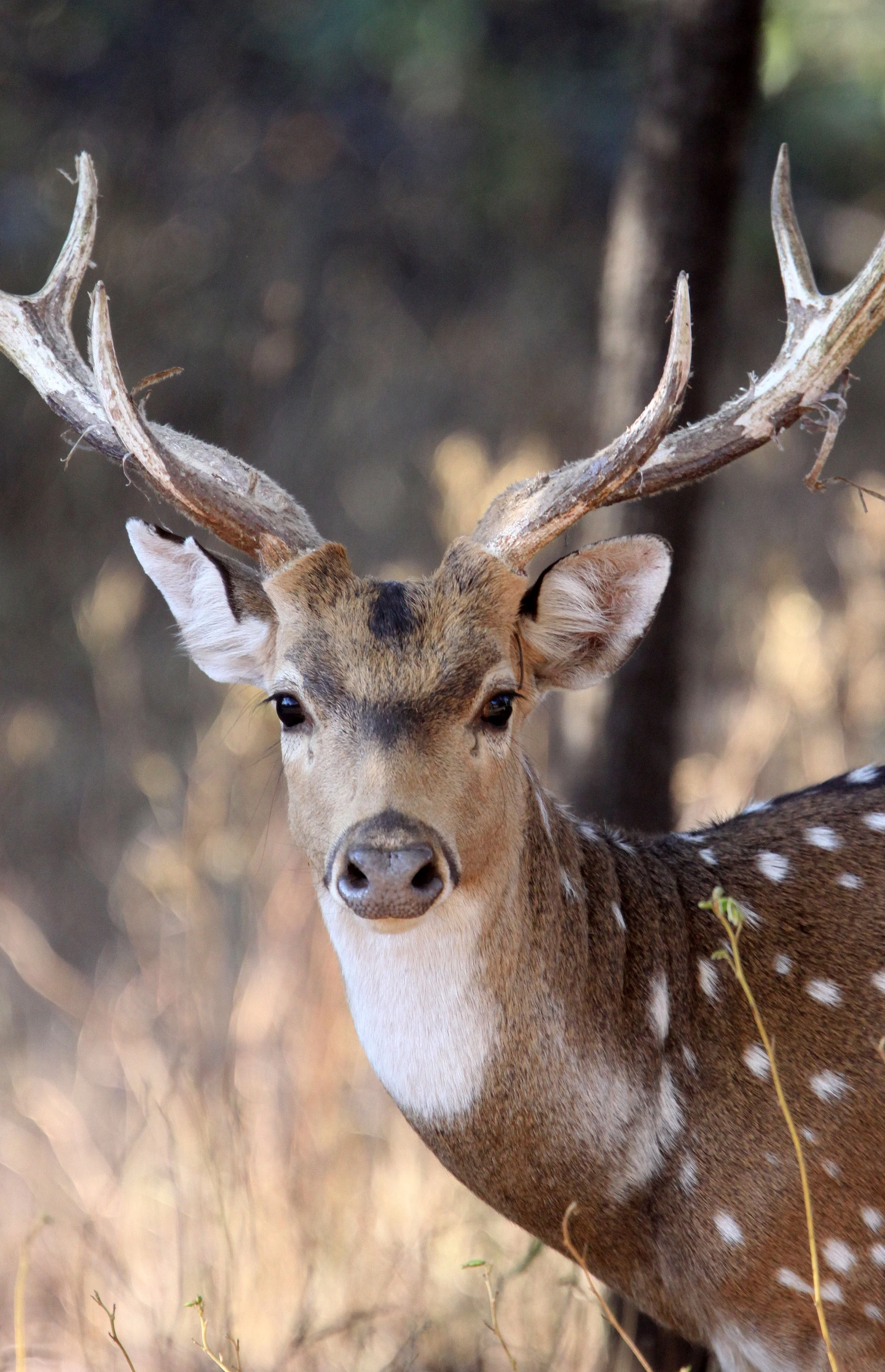 Axis axis axis - INDIAN CHITAL or SPOTTED DEAR - GIR FOREST GUJARAT INDIA (24).JPG