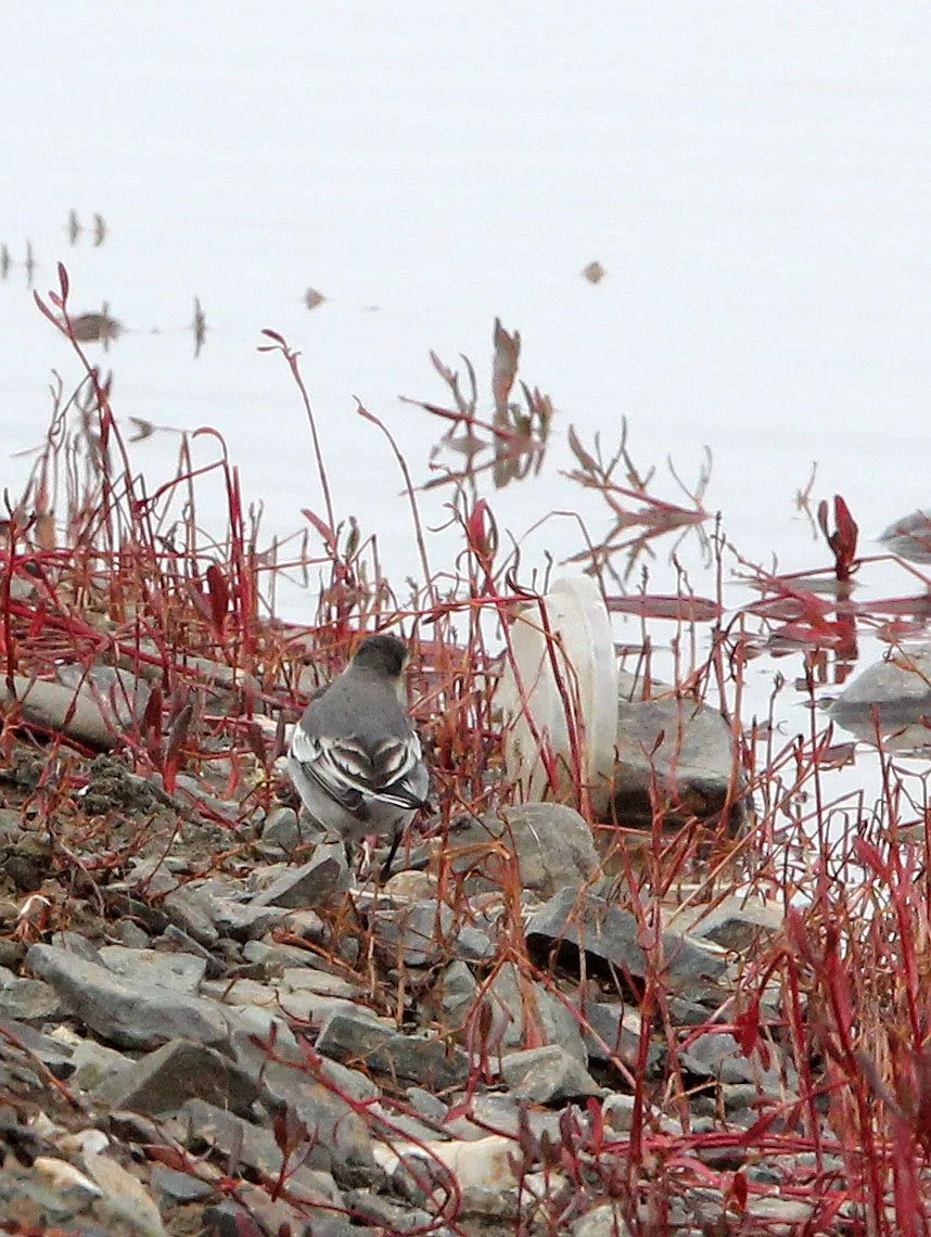 GREY WAGTAIL - NEAR BAYANKALA PASS QINGHAI CHINA.JPG