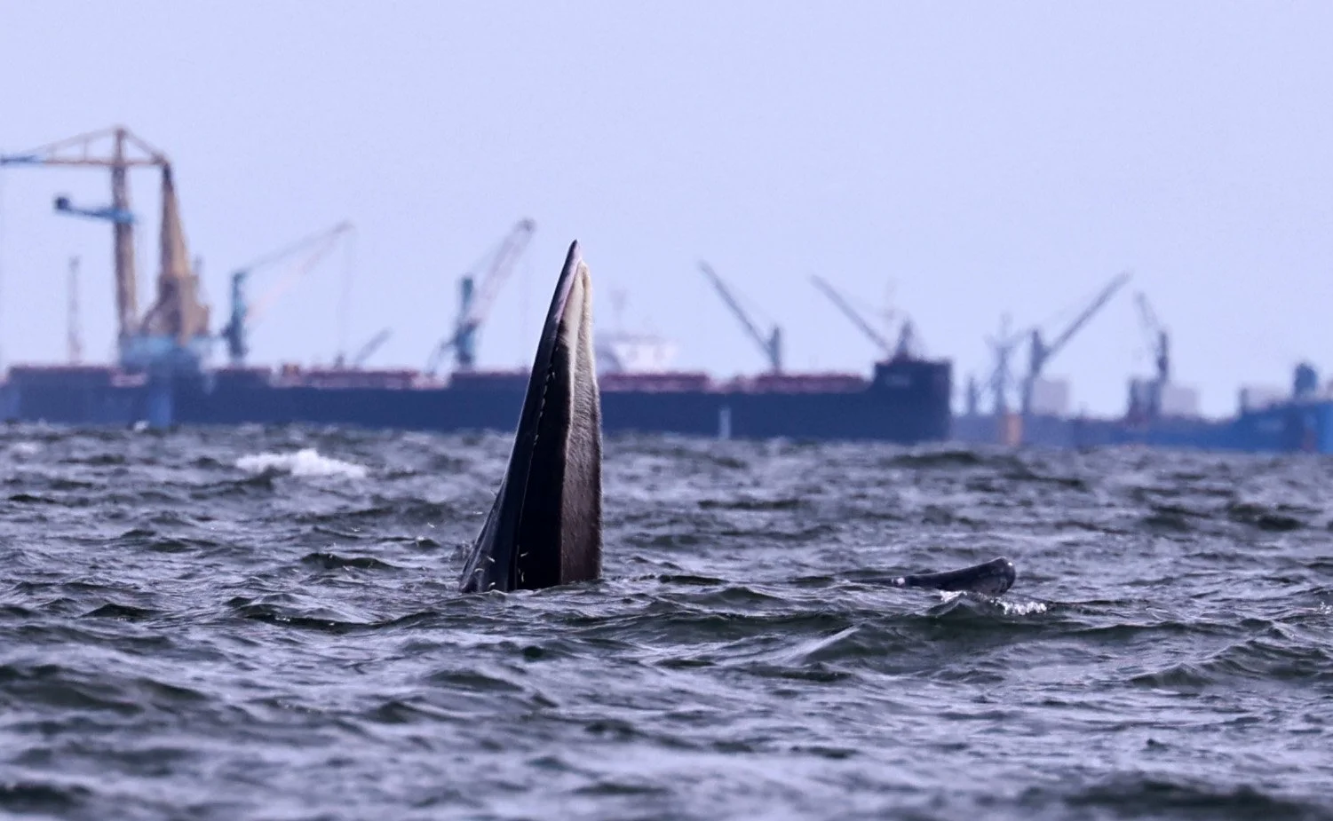Balaenoptera edeni - Eden's Whale Sriracha Harbor Thailand (6).jpg