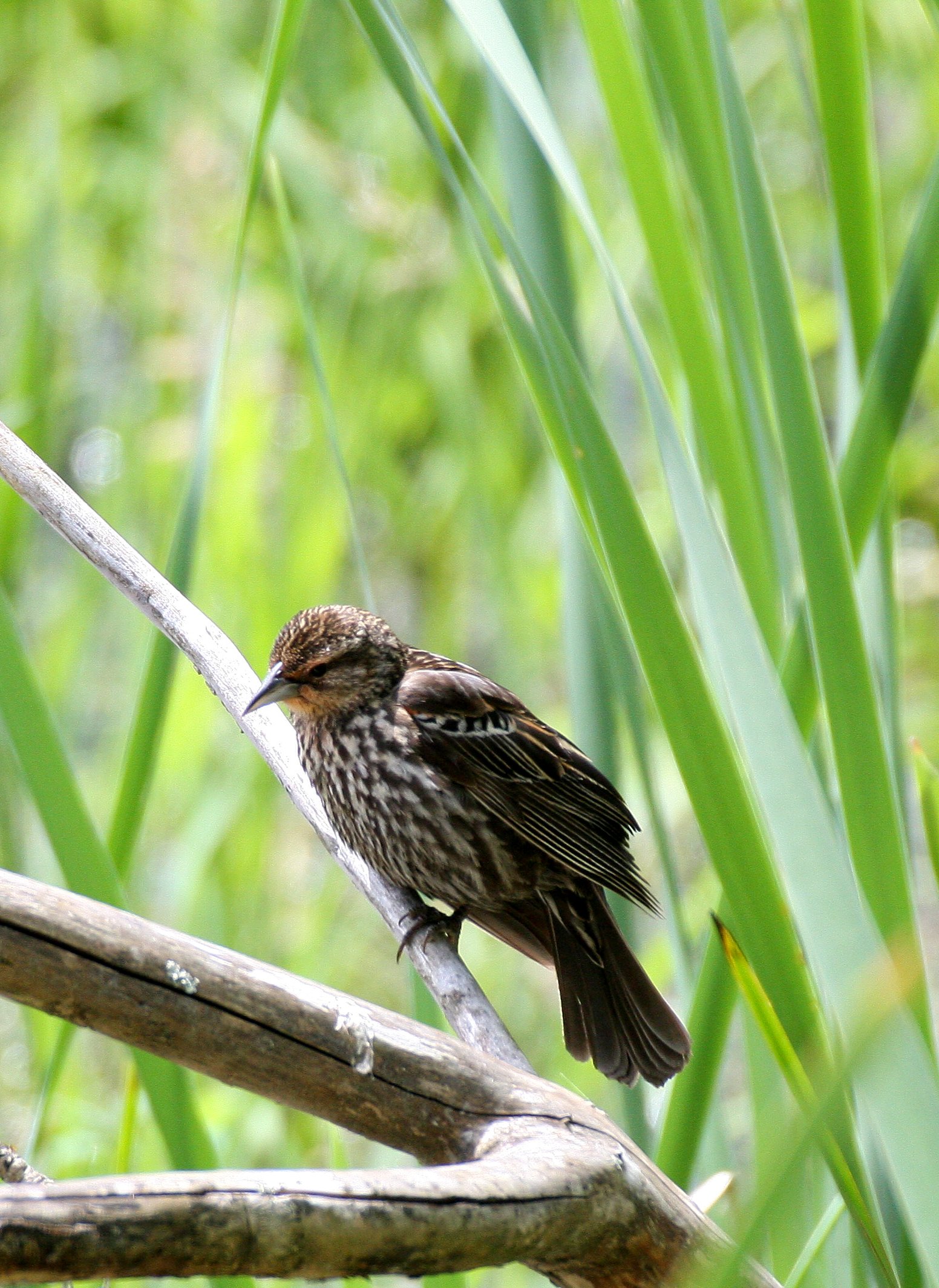 Red-winged Blackbird (Agelaius phoeniceus) Ridgefield NWR Washington (3).JPG