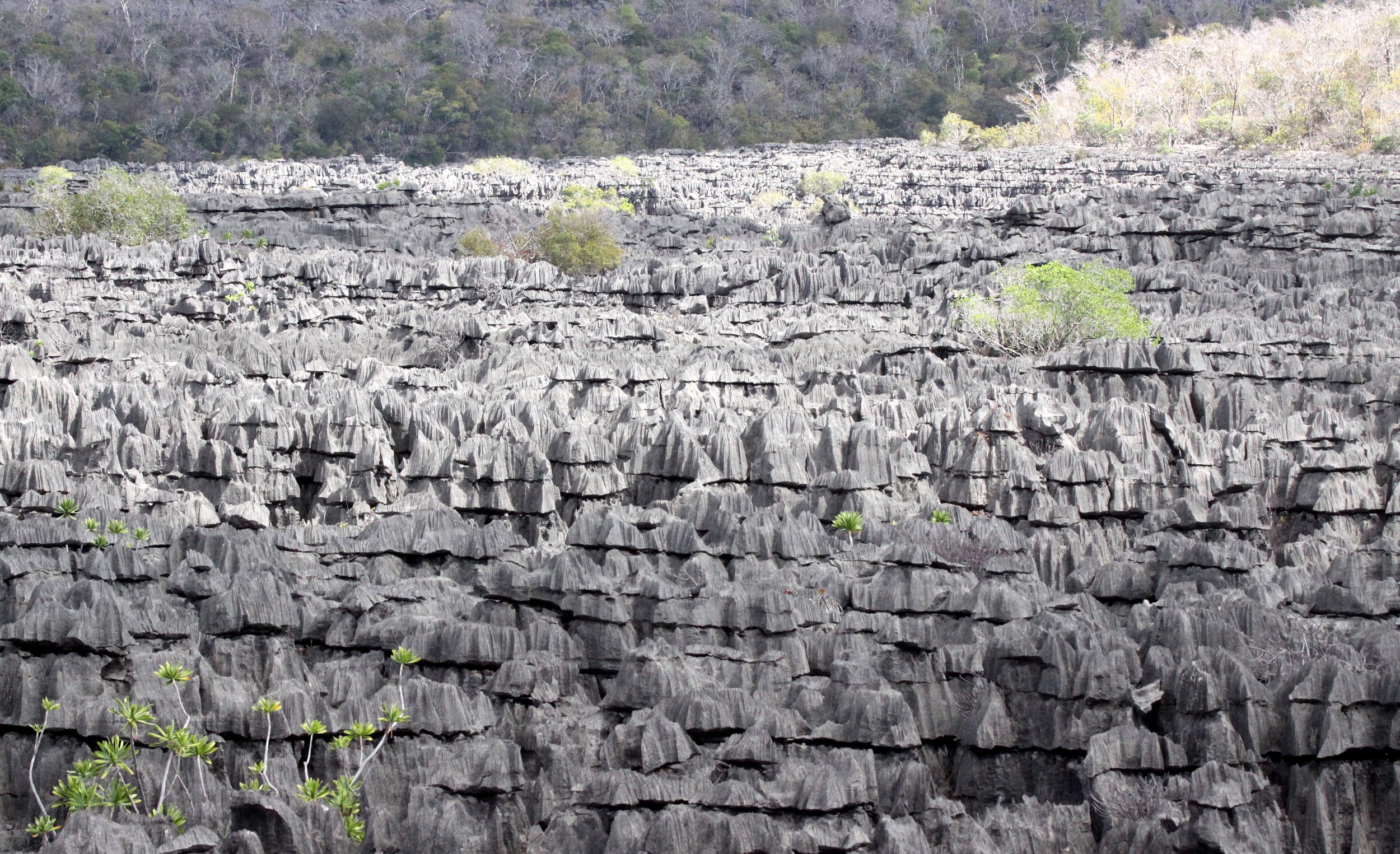 ANKARANA NATIONAL PARK MADAGASCAR - TSINGY FOREST (39).JPG