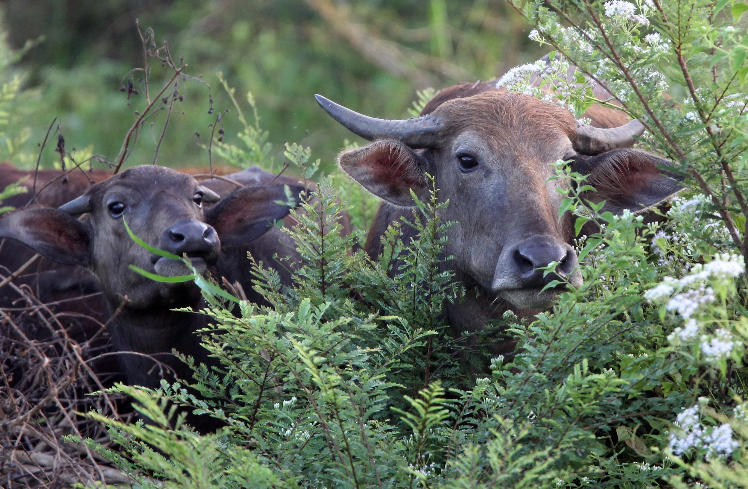 BUFFALO - DOMESTIC RIVER BUFFALO - Bubalus bubalus var. bubalis - UDAWALAWA NATIONAL PARK SRI LANKA (25).JPG