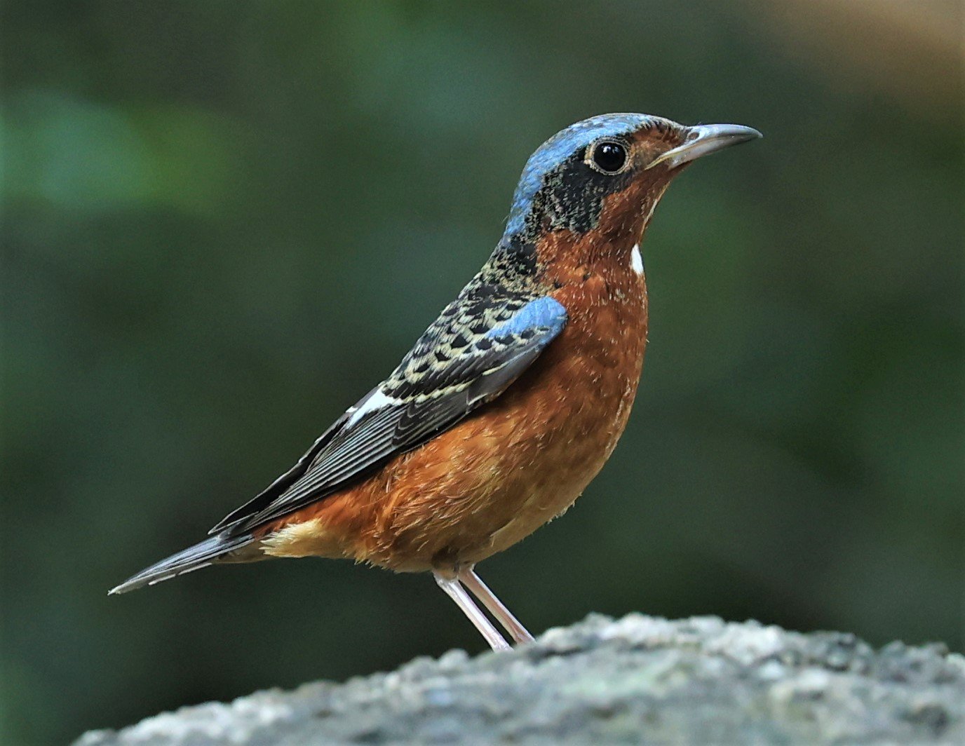 ROCK-THRUSH - WHITE-THROATED ROCK-THRUSH - Monticola gularis - WAT THAM PRATHUM CHONBURI JAN 30 2022 (102).jpg