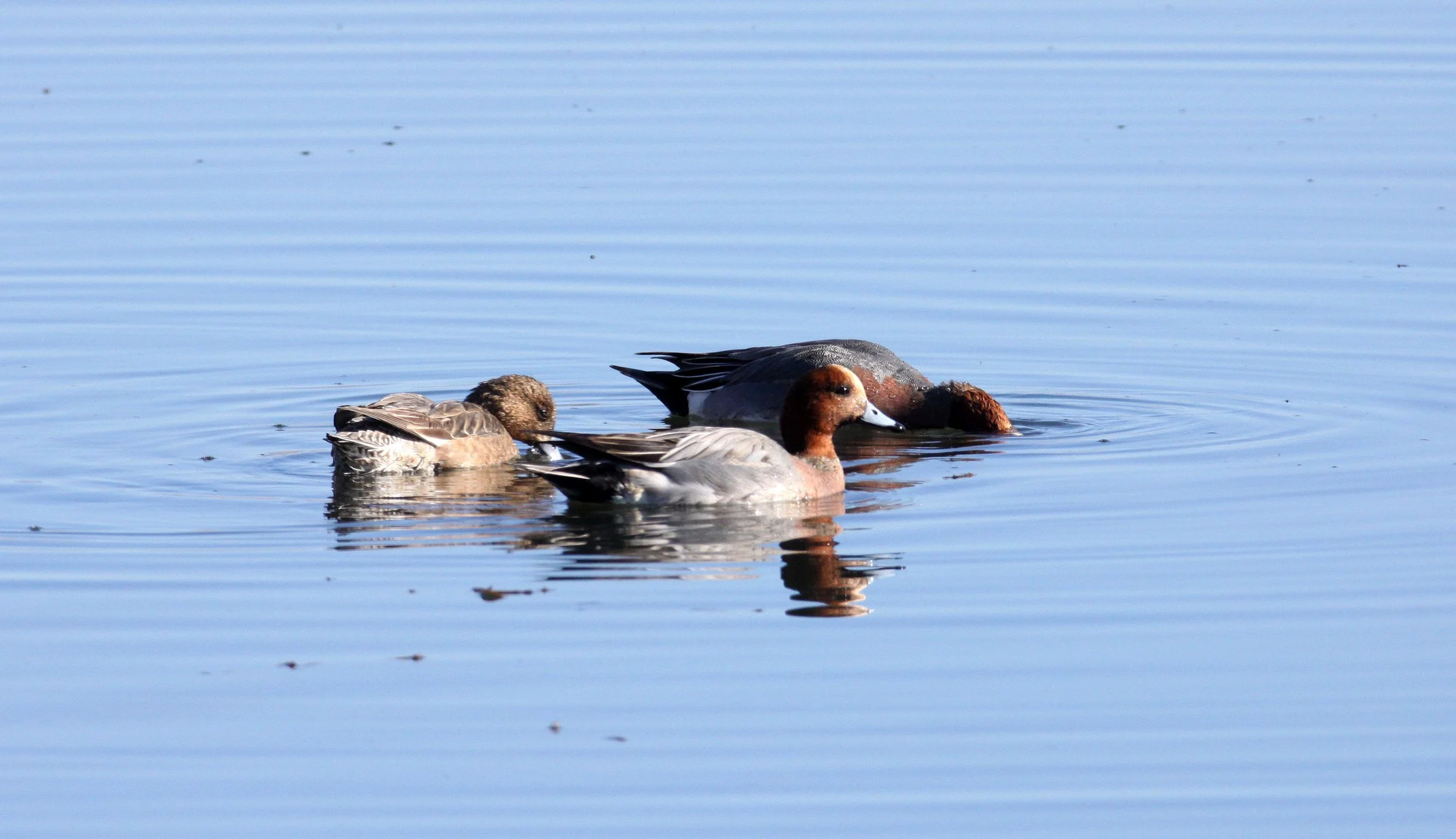 WIGEON - EURASIAN WIGEON - Mareca penelope - CAO HAI WETLANDS YUNNAN CHINA (1).JPG