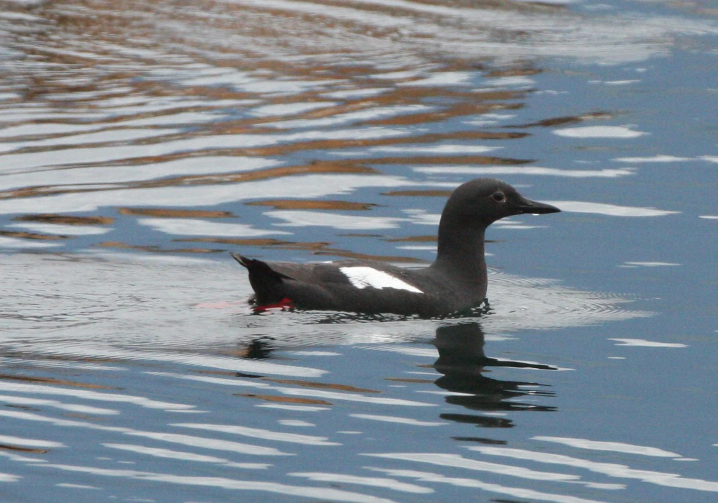 Cepphus columba adiantus - PIGEON GUILLEMOT - PORT ANGELES HARBOR WA (40).JPG