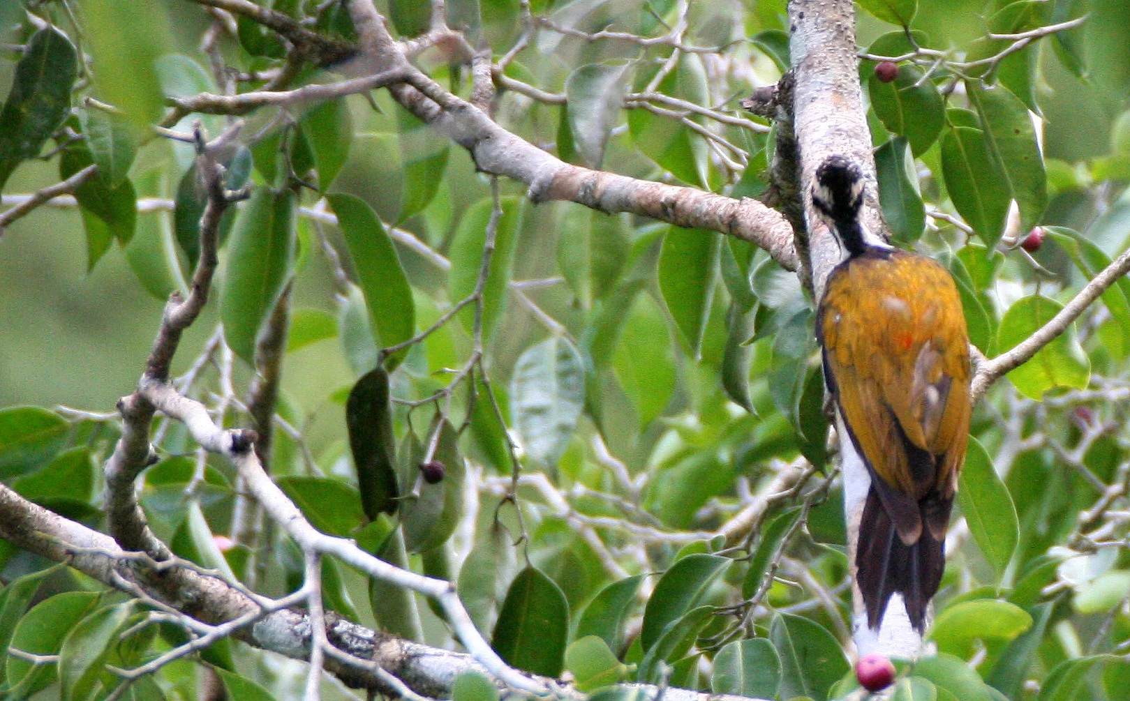 BIRD - WOODPECKER - COMMON FLAMEBACK - KAENG KRACHAN NP THAILAND (2).JPG