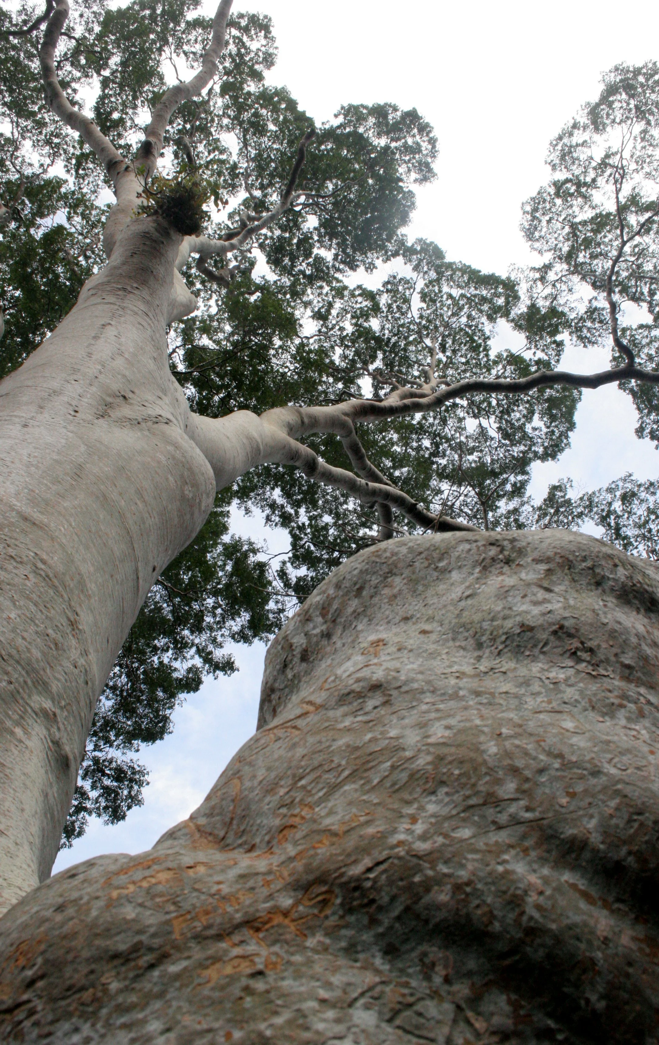 DANUM VALLEY BORNEO - TREE PLATFORM (13).JPG