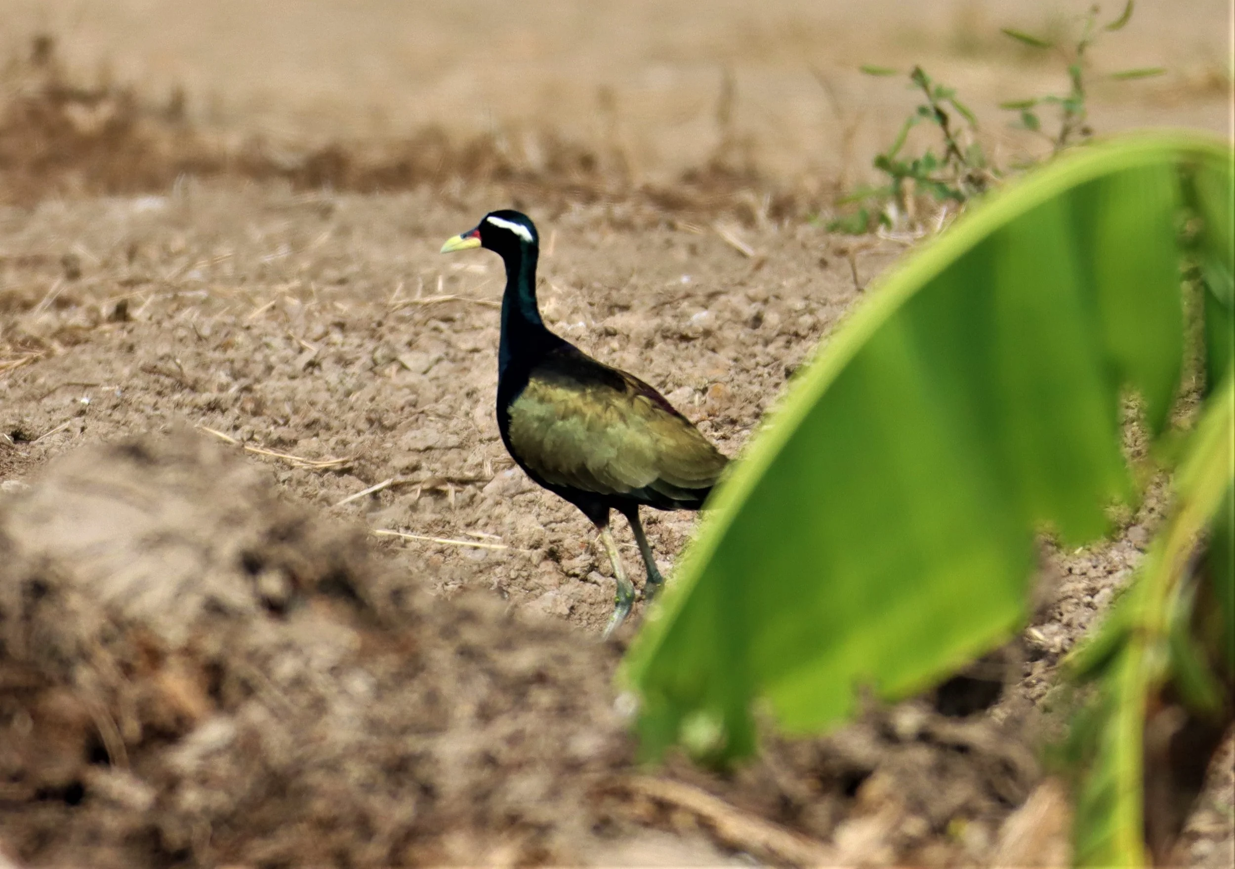 JACANA - BRONZE-WINGED JACANA - Metopidius indicus - LAT KRABANG WETLANDS NEAR BKK (41).jpg