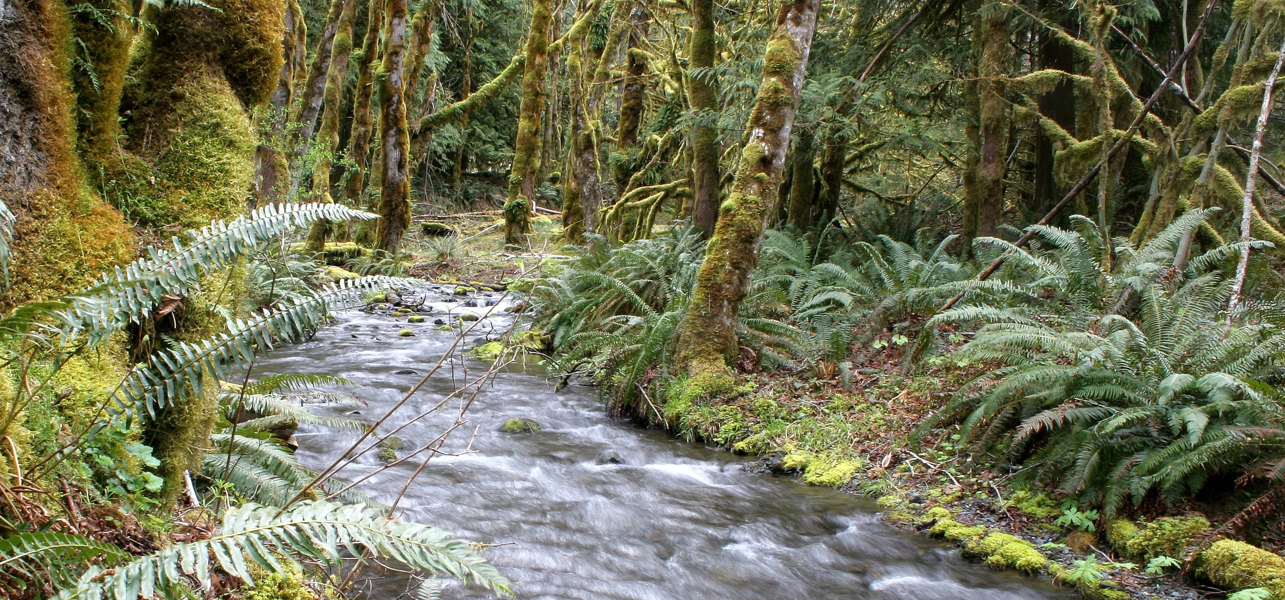 ELWHA RIVER VALLEY (28).JPG