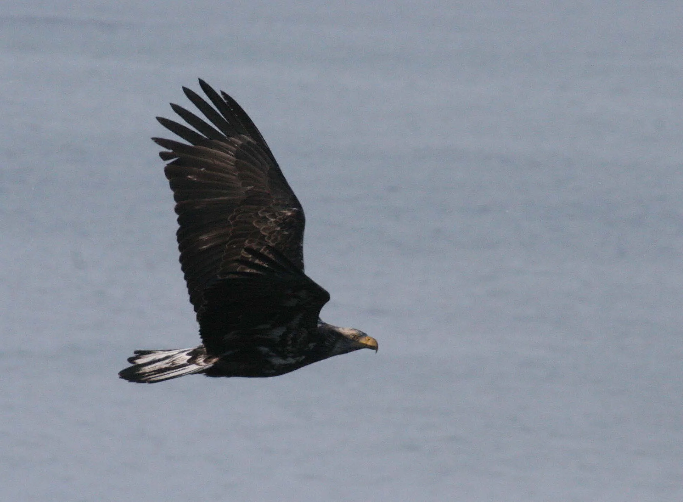 BIRD - EAGLE - BALD EAGLE IMMATURE -LAKE FARM (14).JPG