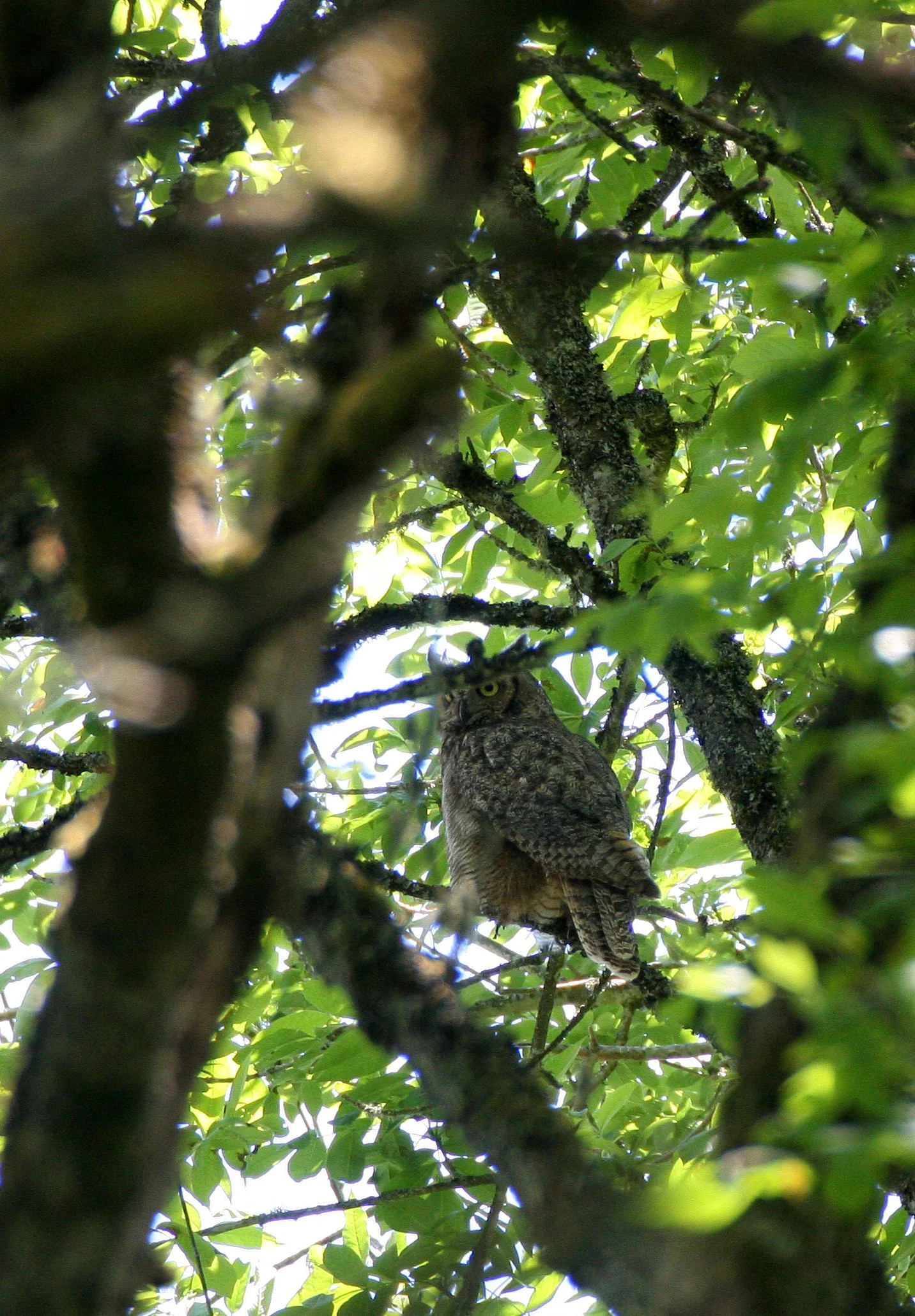 Bubo virginianus - GREAT-HORNED OWL - RIDGEFIELD NWR WA (1).JPG