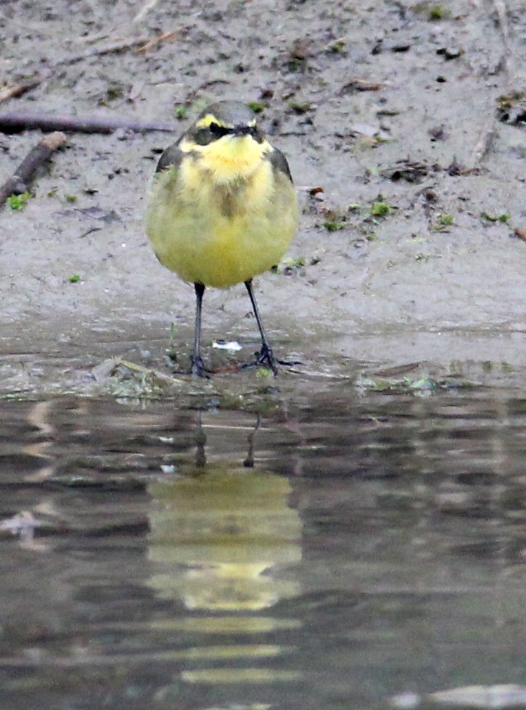 YELLOW WAGTAIL - CHONGMING ISLAND DONGTAN WETLAND RESERVE CHINA (4).JPG