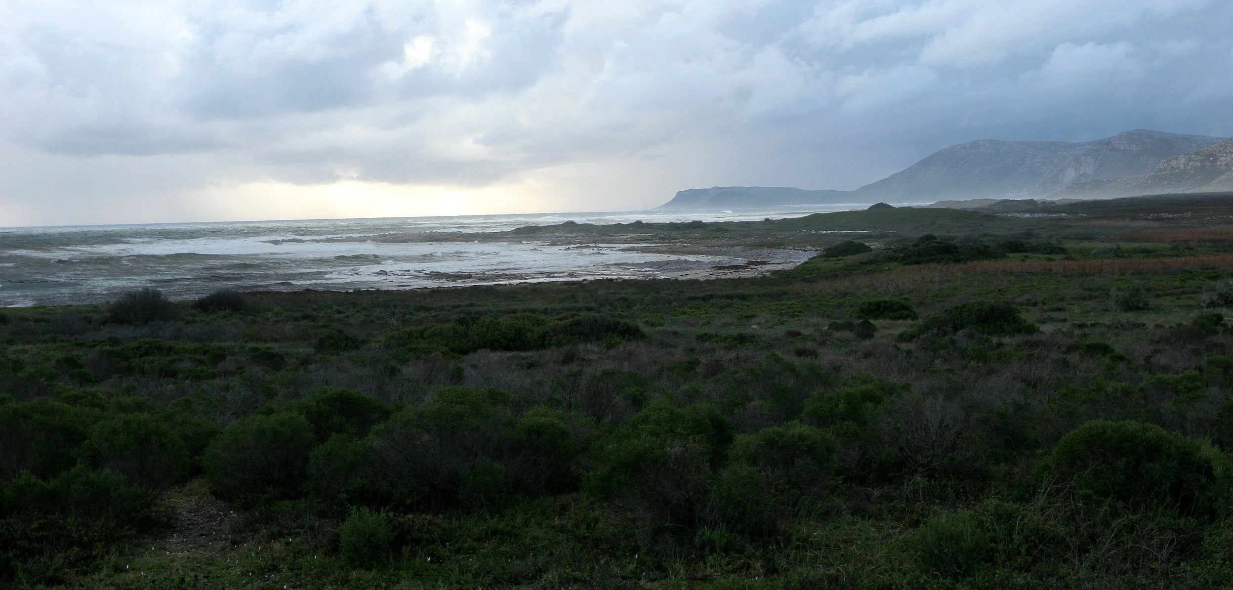 TABLE MOUNTAIN NATIONAL PARK - COASTAL FYNBO PLANT COMMUNITY (22).JPG