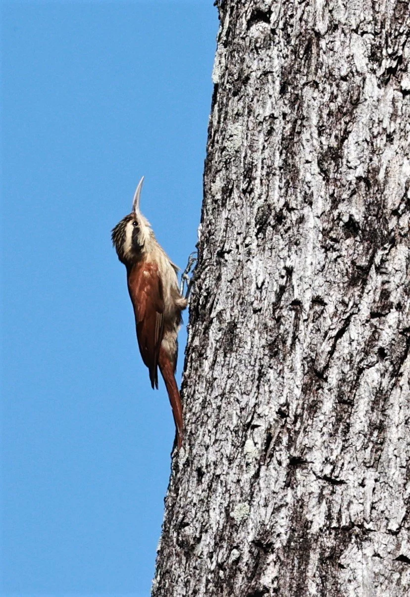 Woodcreeper - Narrow-billed Woodcreeper - Lepidocolaptes angustirostris - Pousada Aguape - Fazenda São José Zona Rural, Aquidauana .JPG