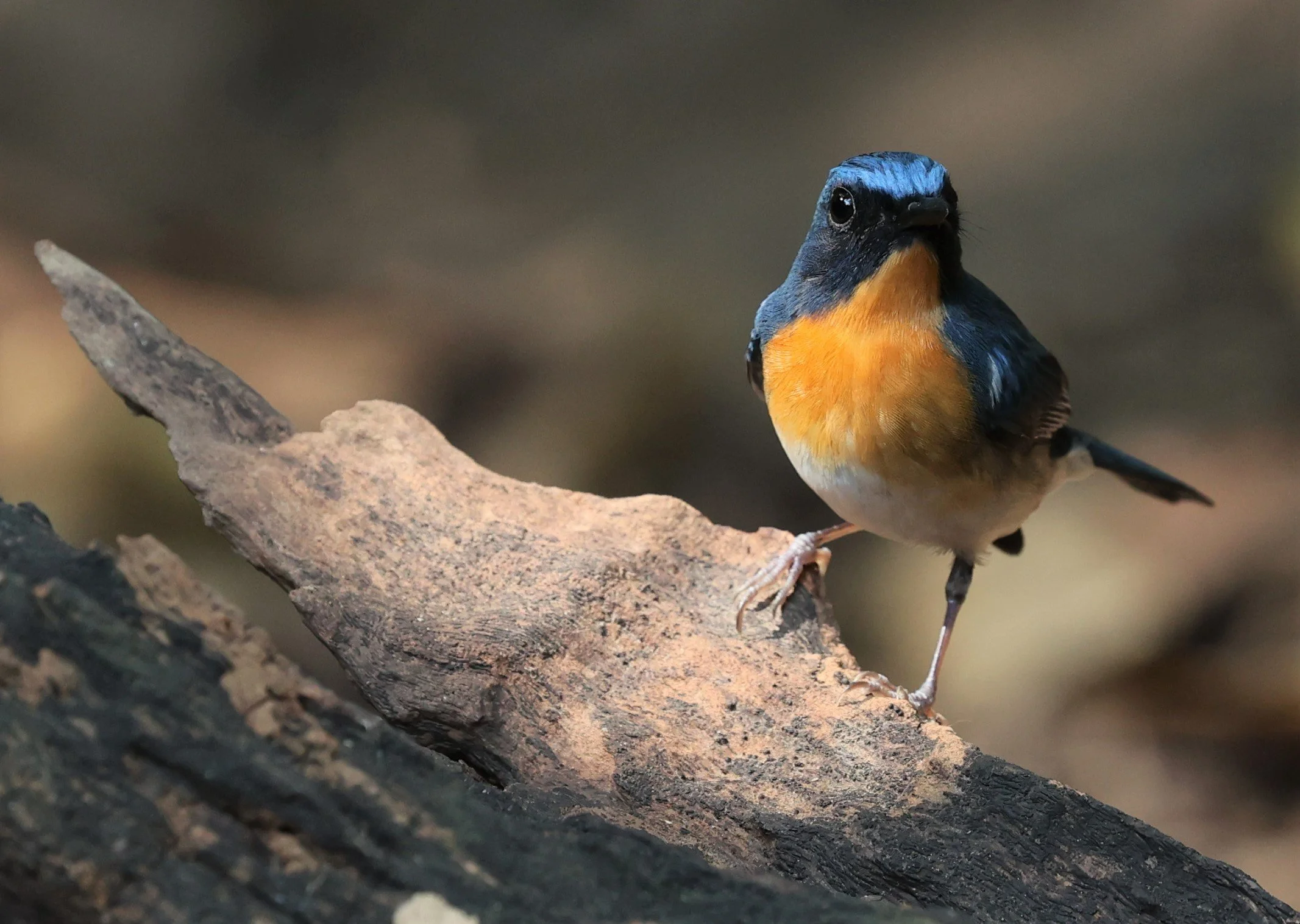 FLYCATCHER - CHINESE BLUE FLYCATCHER - Cyornis glaucicomans - PETCHABURI PROVINCE - NUY HIDE NEAR KAENG KRACHAN JAN 2022 (37).jpg