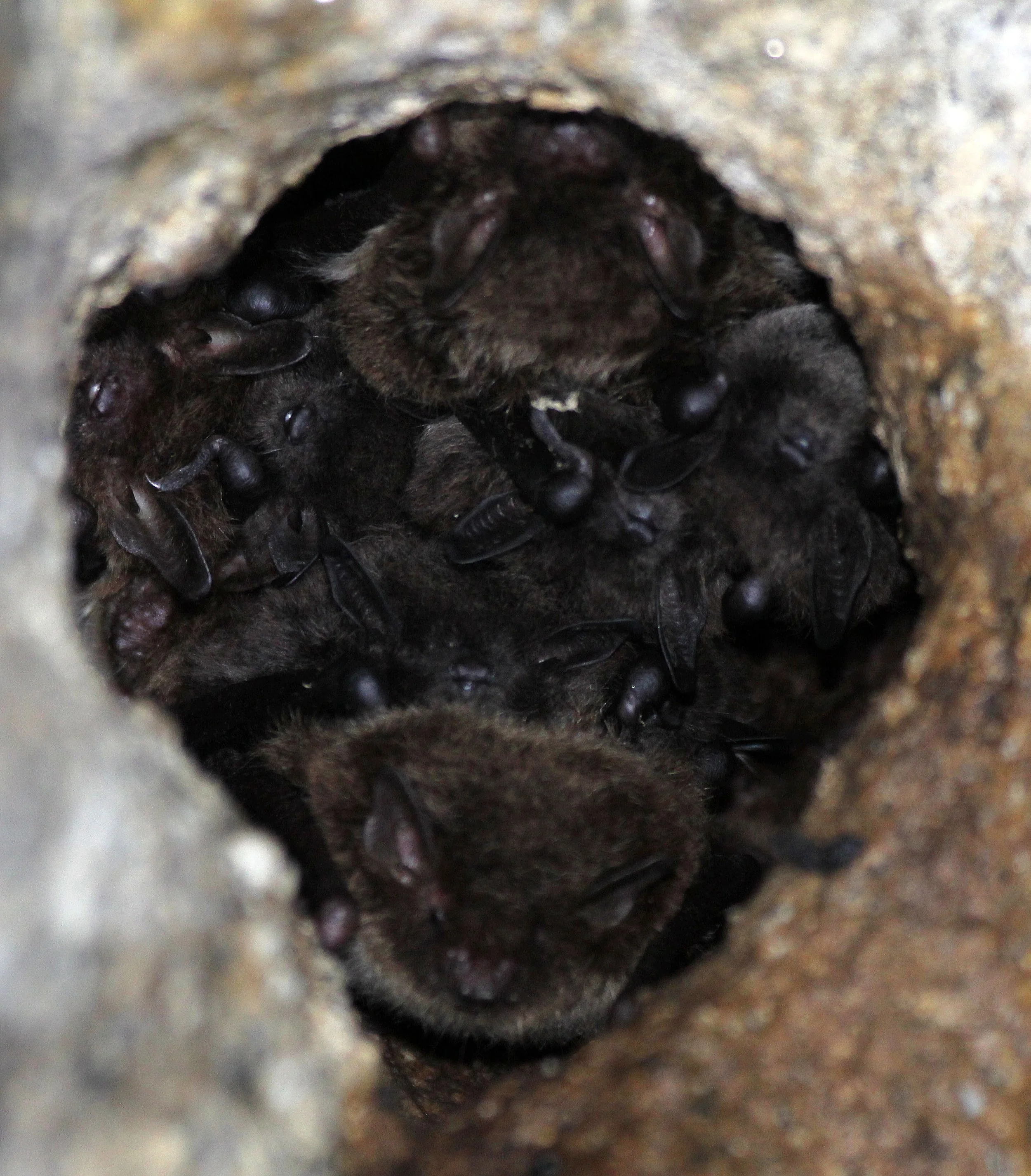 Myotis daubentonii - DAUBENTON'S BAT - SIERRA DE ANDUJAR SPAIN (10).JPG