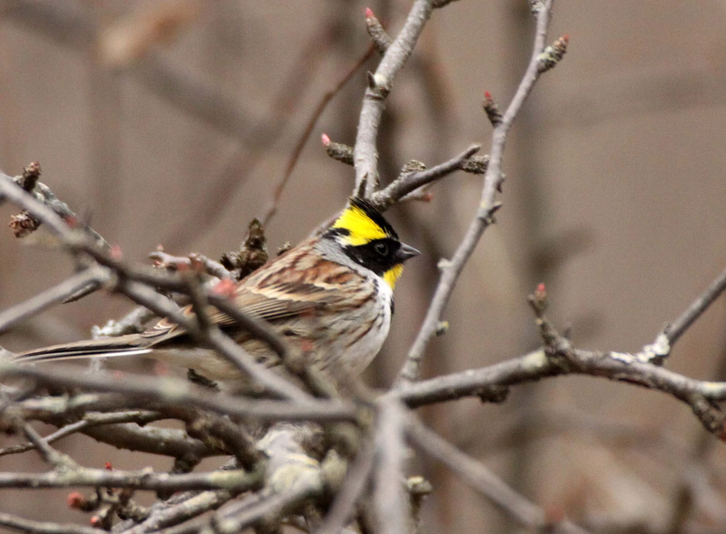 Yellow-throated Bunting (Emberiza elegans) Foping Nature Reserve Shanxi China (13).JPG