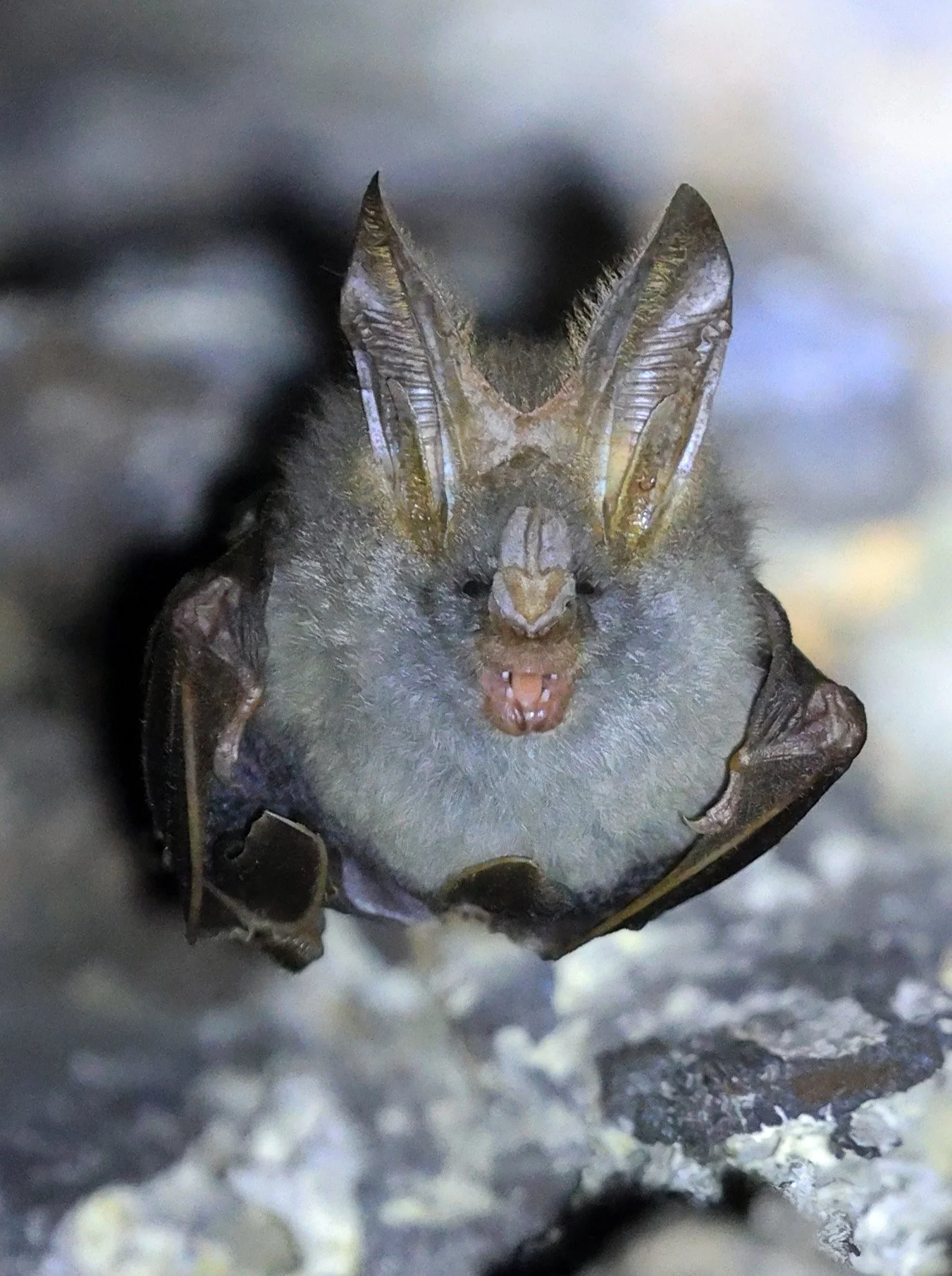 Lesser false vampire bat (Megaderma spasma) Khao Yai National Park Feb 2026 Day 3 (16).jpg