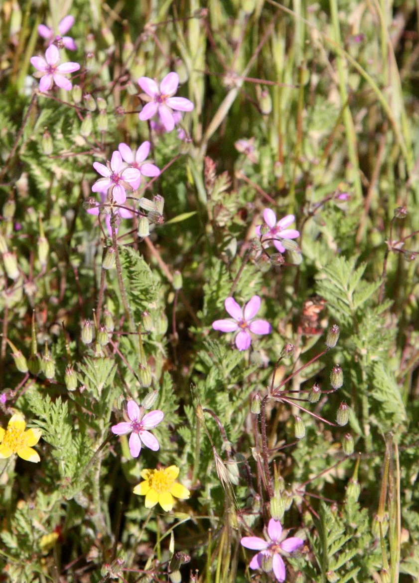 GERANIACEAE - ERODIUM SPECIES - RED-STEM FILAREE - CARRIZO PLAIN CALIFORNIA (2).JPG