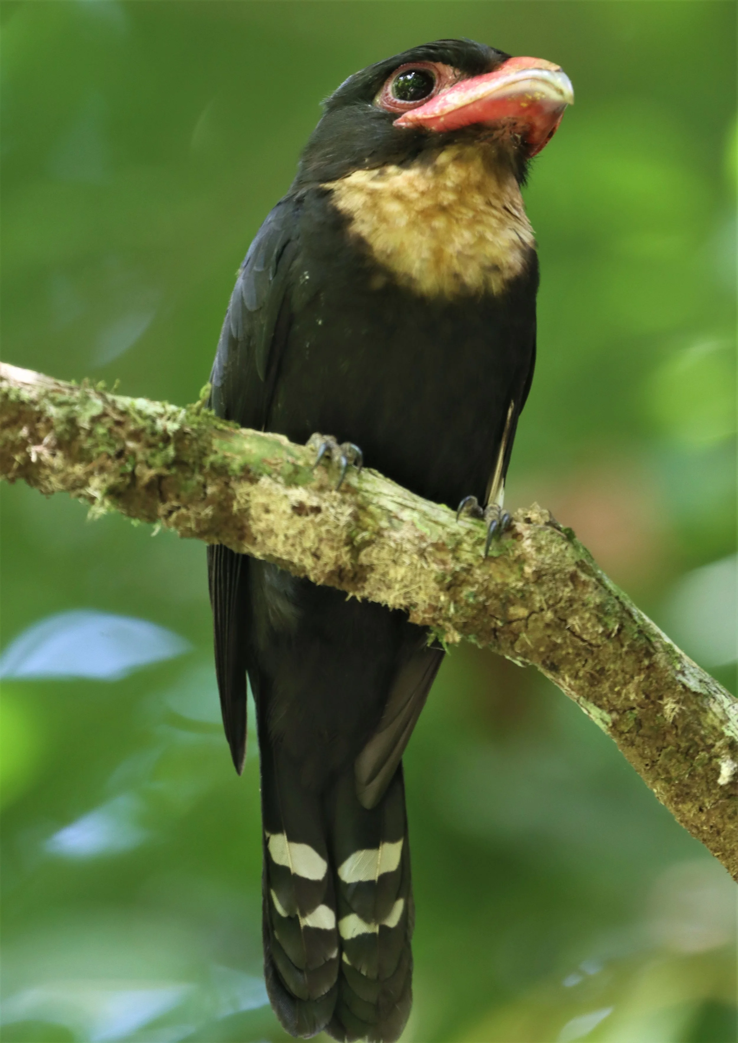 Dusky Broadbill (Corydon sumatranus)