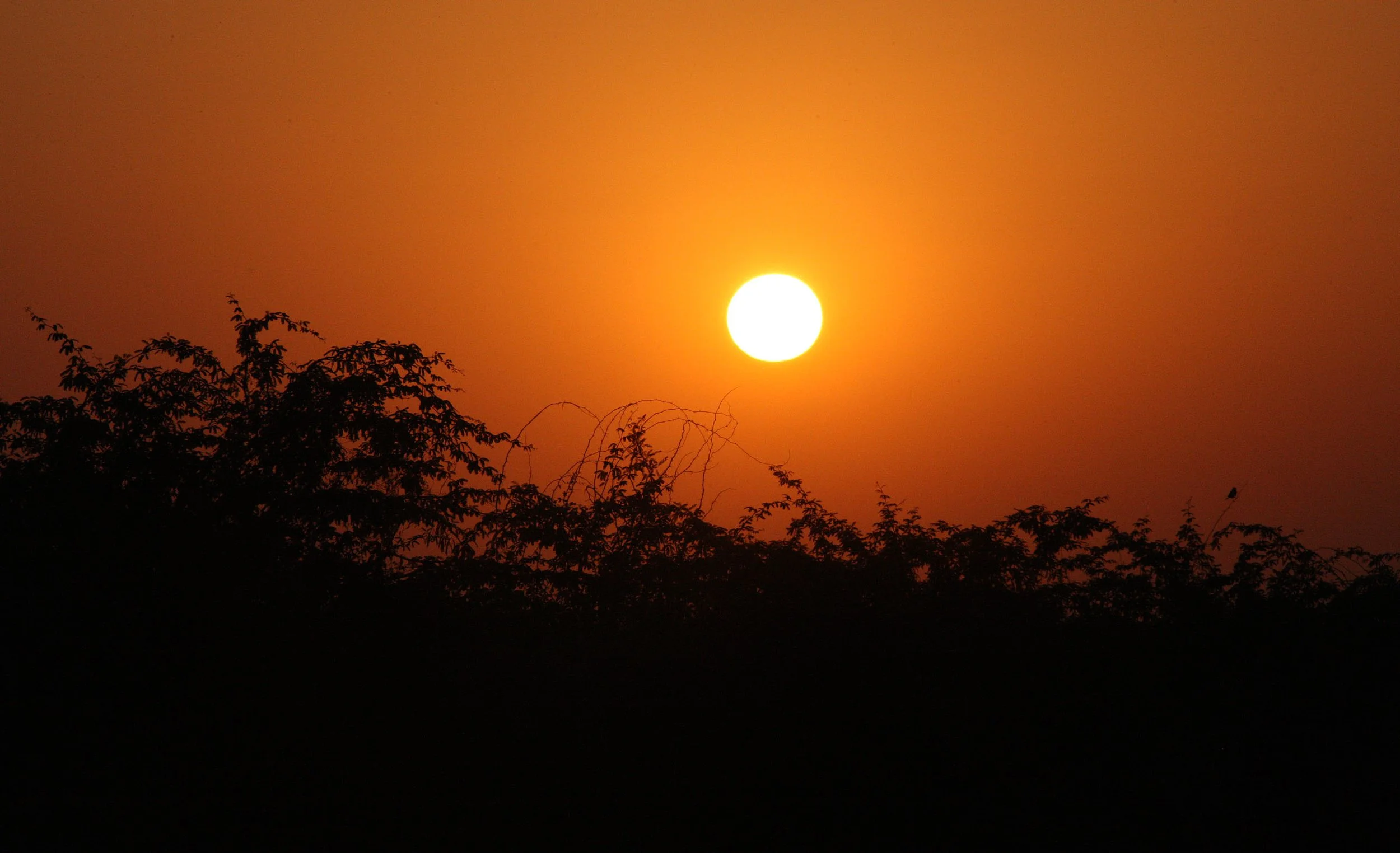 GUJARAT - KUTCH - LITTLE RANN OF KUTCH INDIA (78).JPG