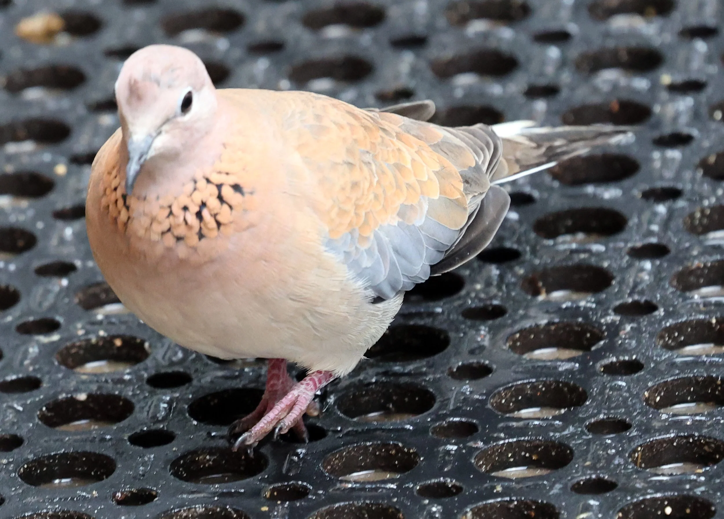 Laughing Dove (Spilopelia senegalensis) Rottnest Island - Western Australia (1).jpg