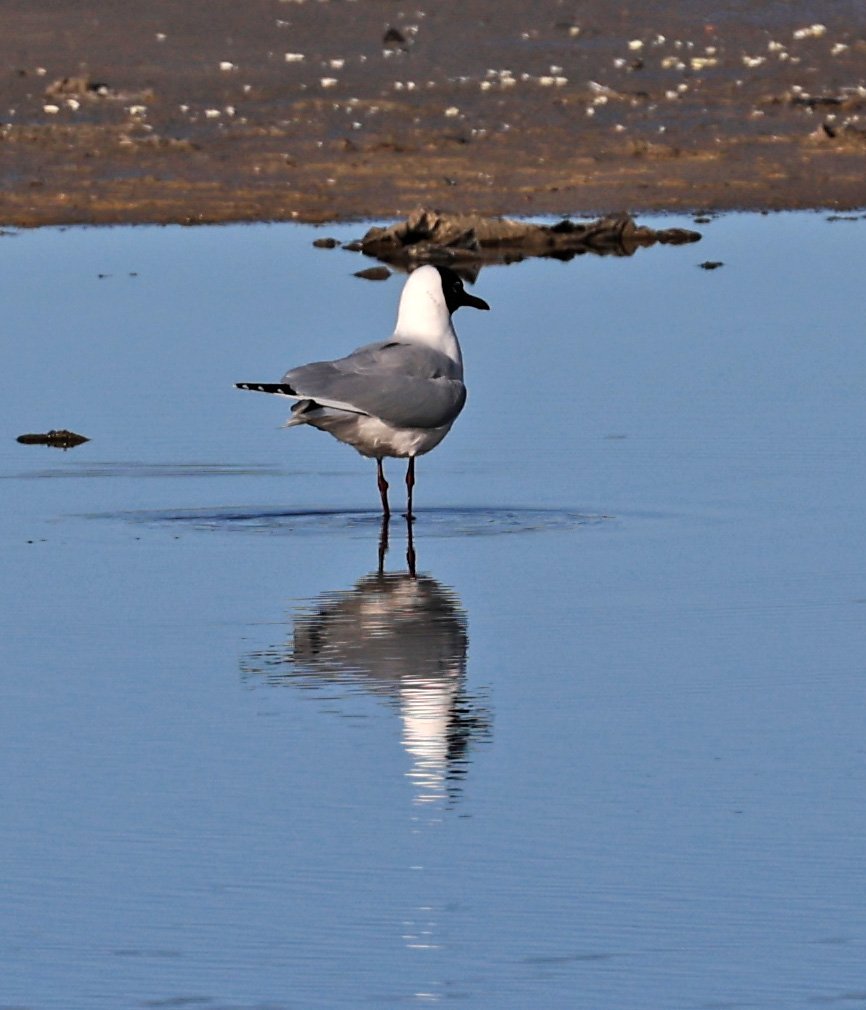 Brown-hooded Gull (Chroicocephalus maculipennis) Lagunas del Ornitólogo, Trelew Argentina 