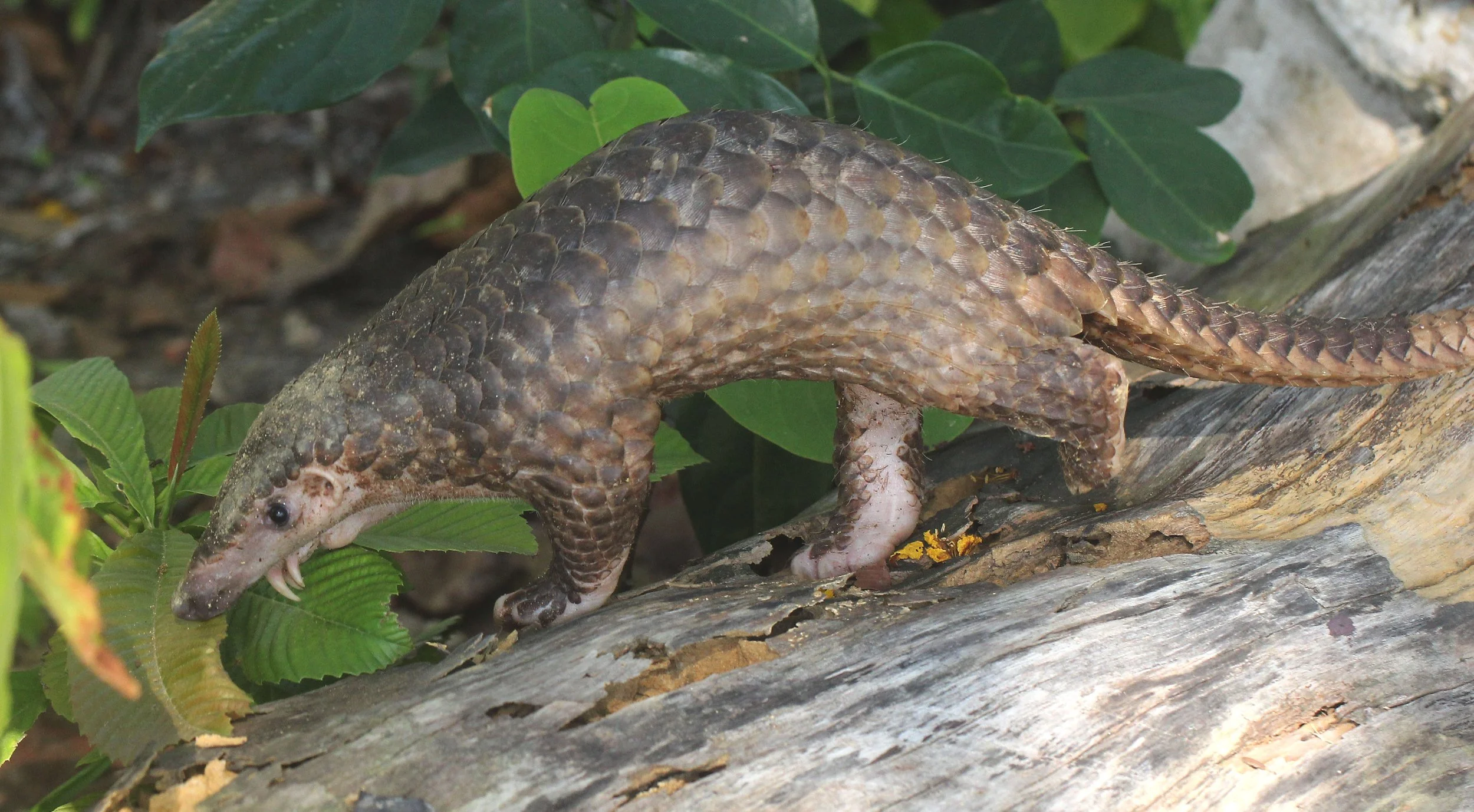 Manis javanica - SUNDA PANGOLIN - KOH LANTA THAILAND, THE OTHERSIDE VILLAS (39).JPG